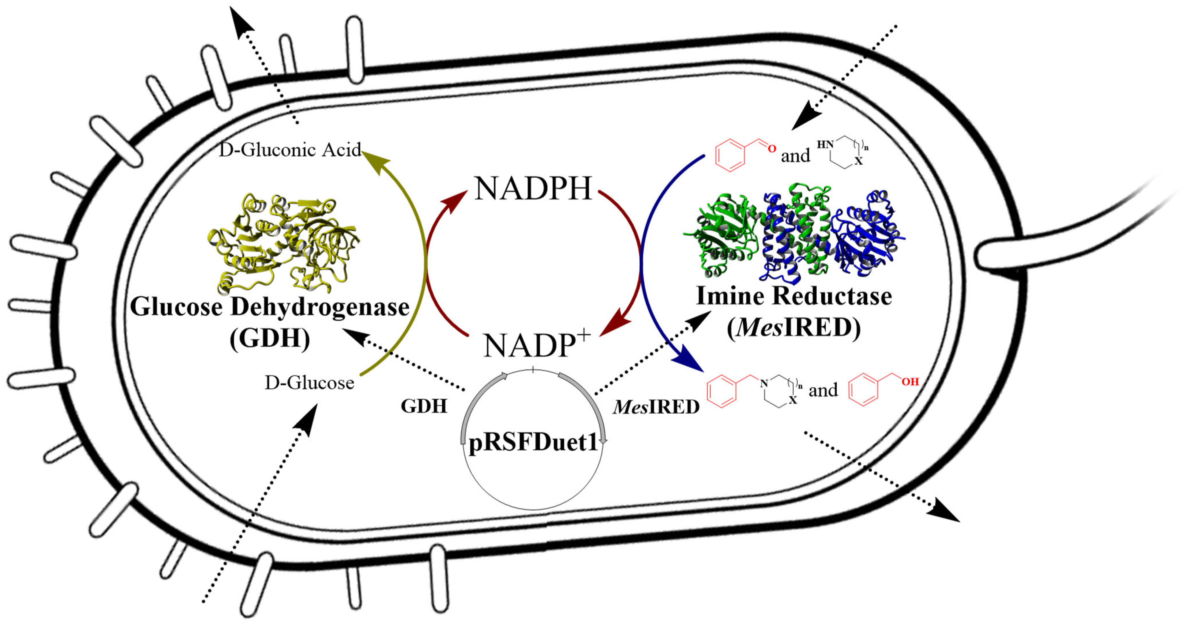 Catalysts 14 00023 g004