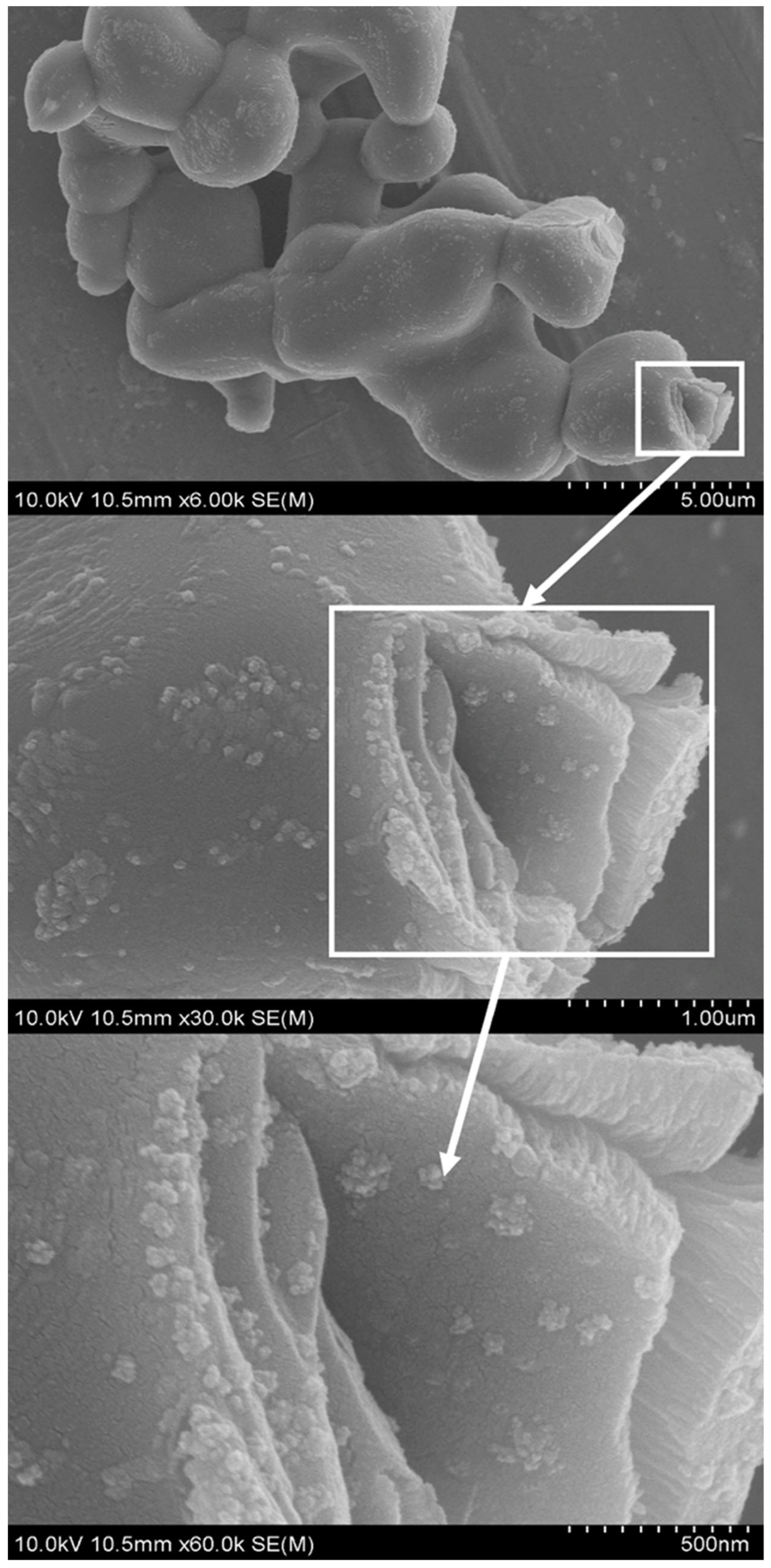 Catalysts 14 00059 g008