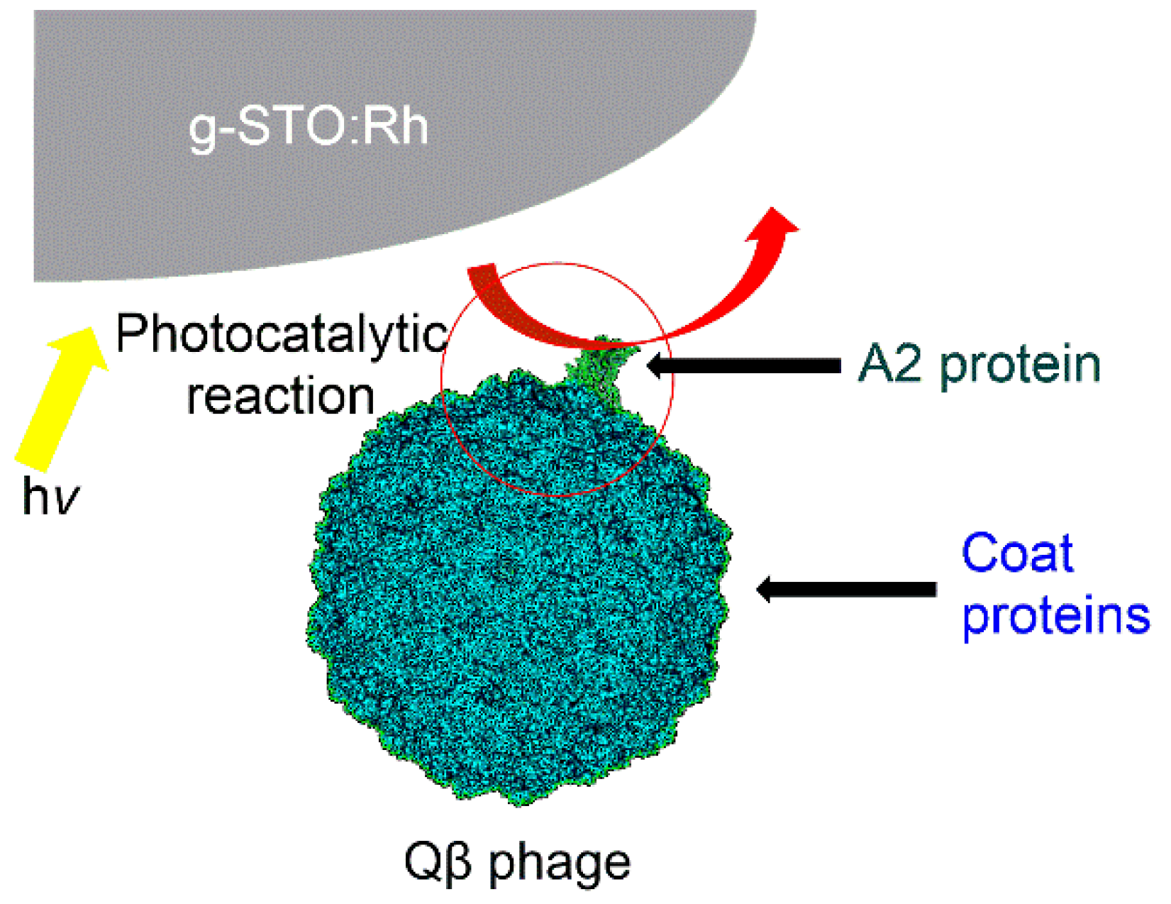 Catalysts 14 00094 g004