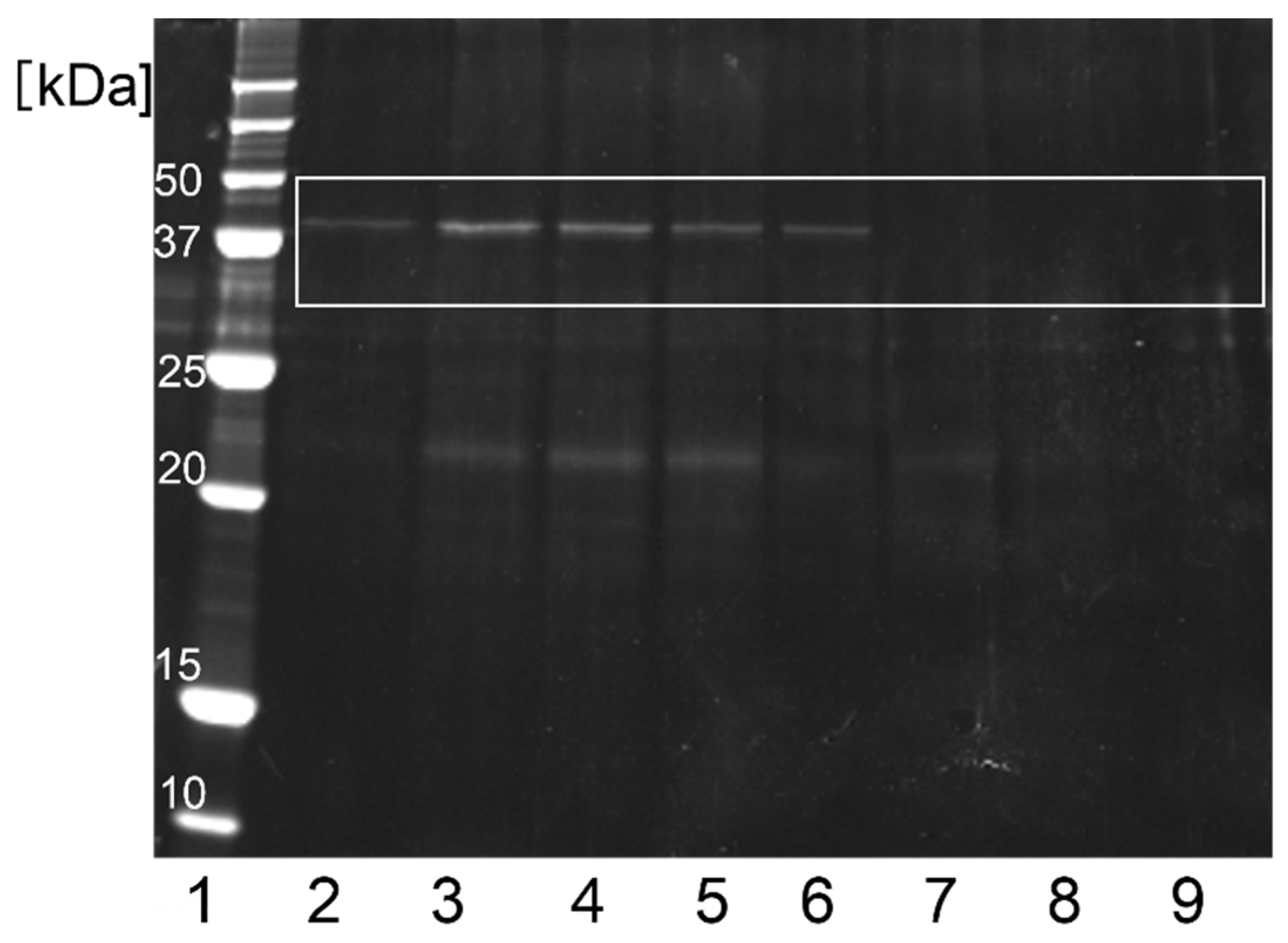 Catalysts 14 00094 g006
