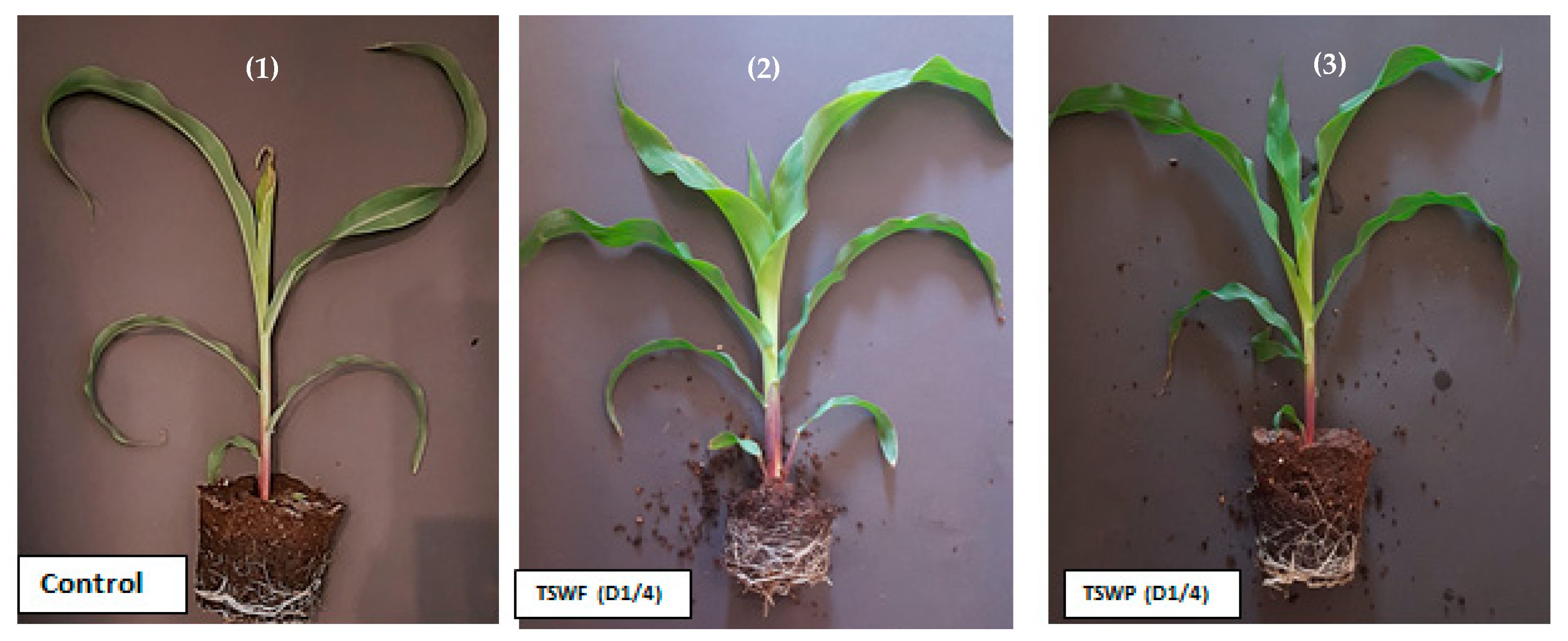 Catalysts 14 00257 g001
