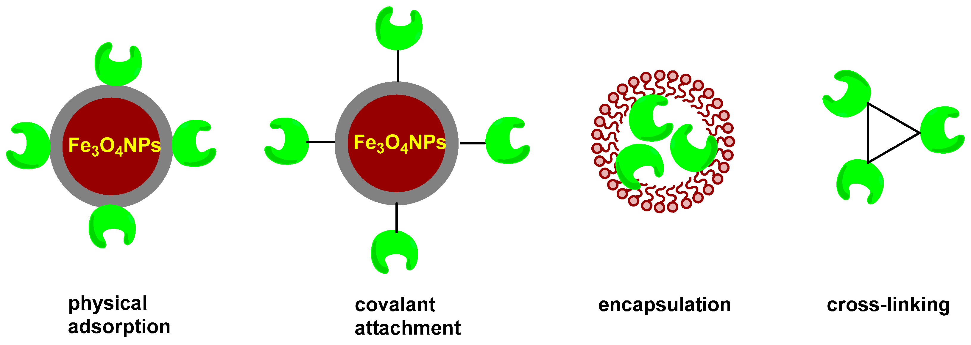 Catalysts 14 00336 g002