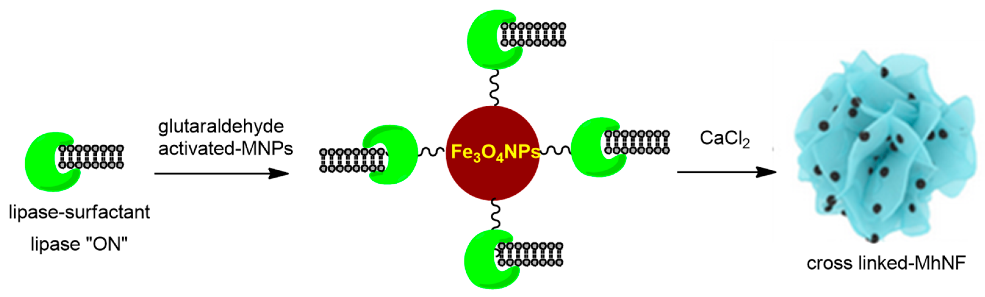 Catalysts 14 00336 g012
