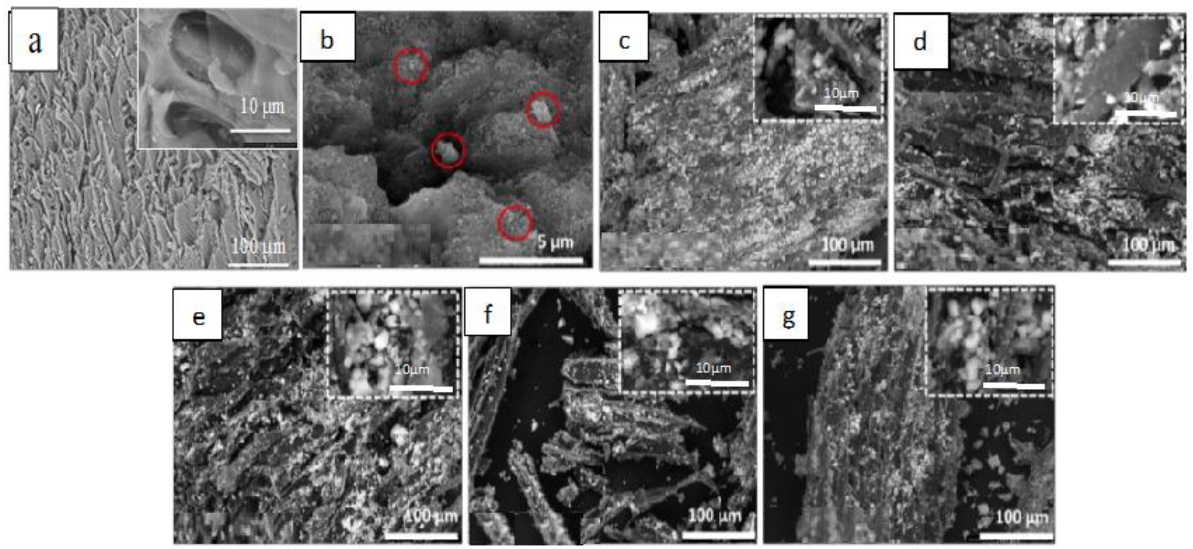 Catalysts 14 00354 g002