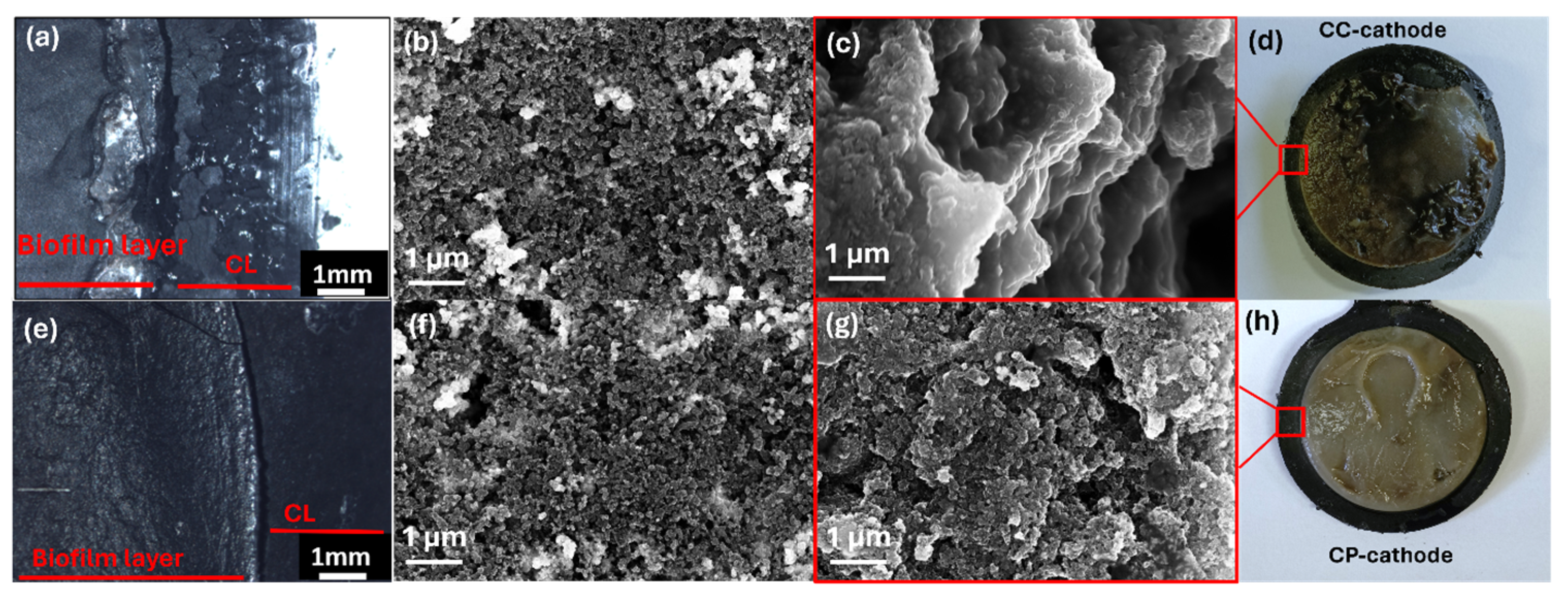 Catalysts 14 00385 g005