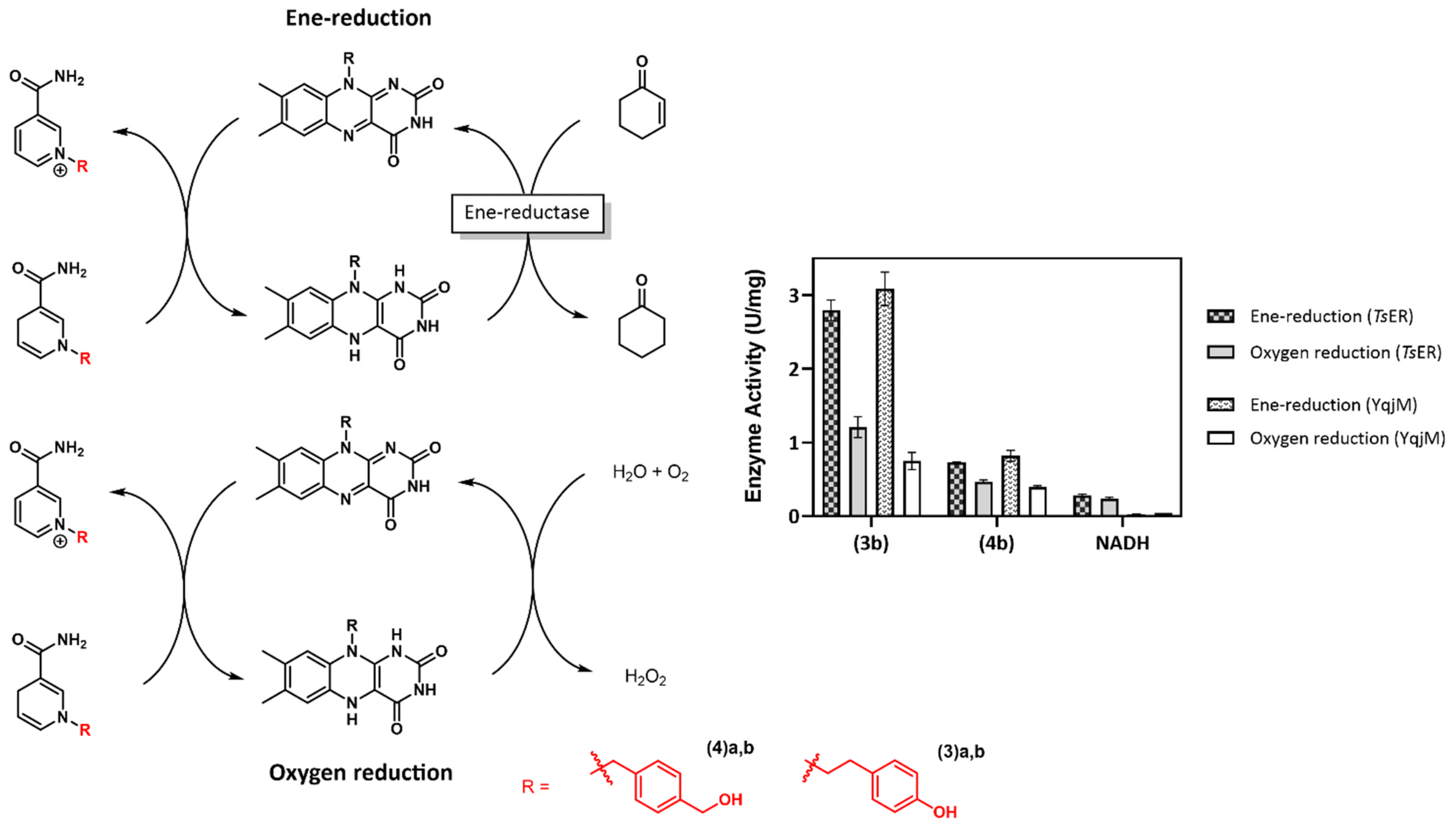 Catalysts 14 00399 g004