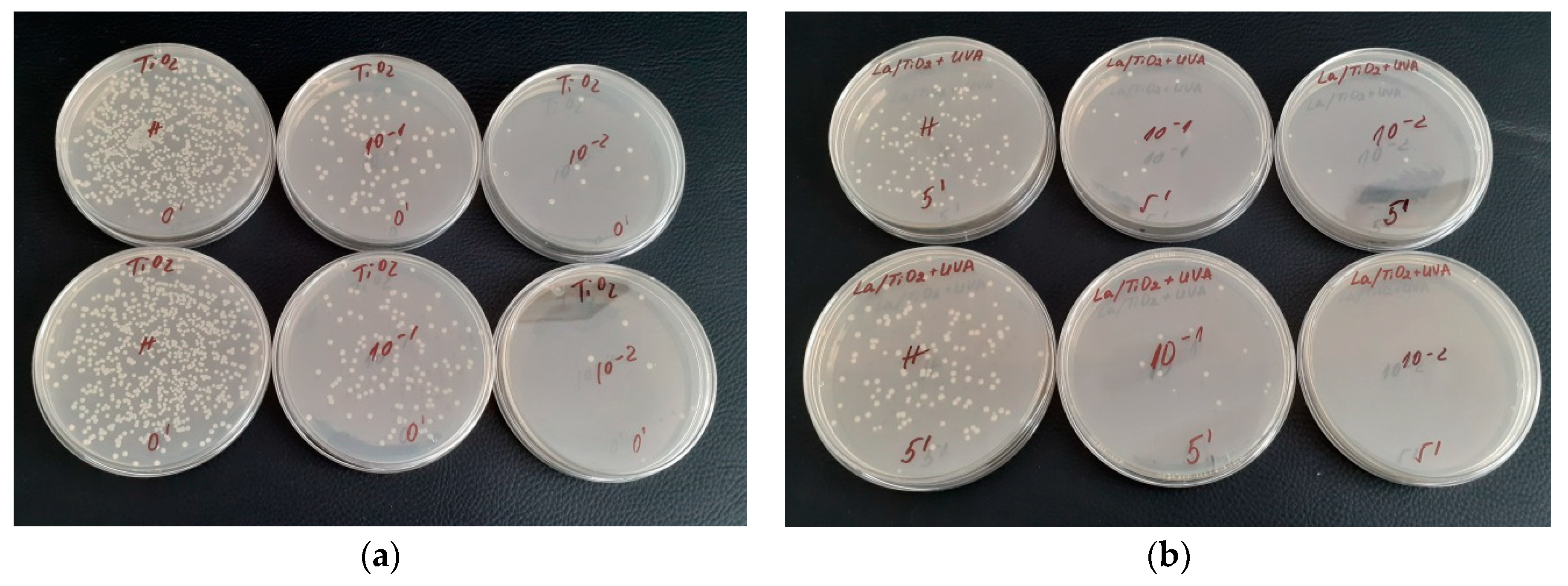 Catalysts 14 00469 g010