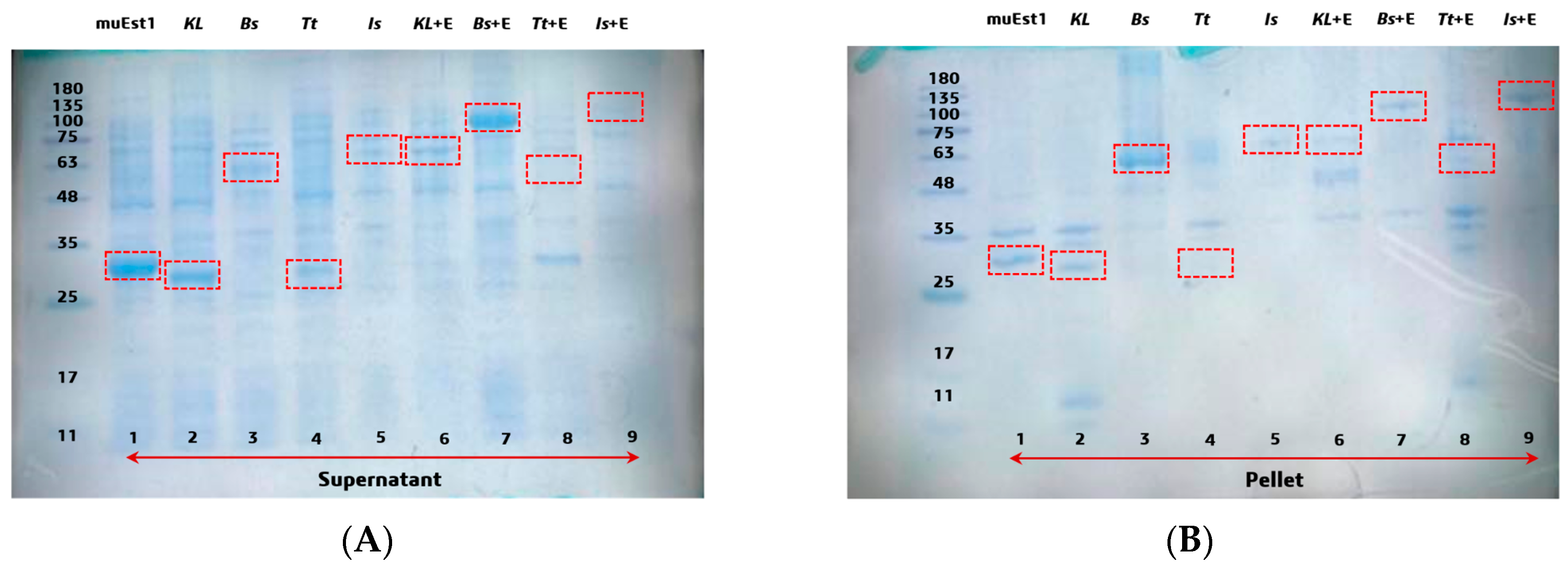Catalysts 14 00543 g002
