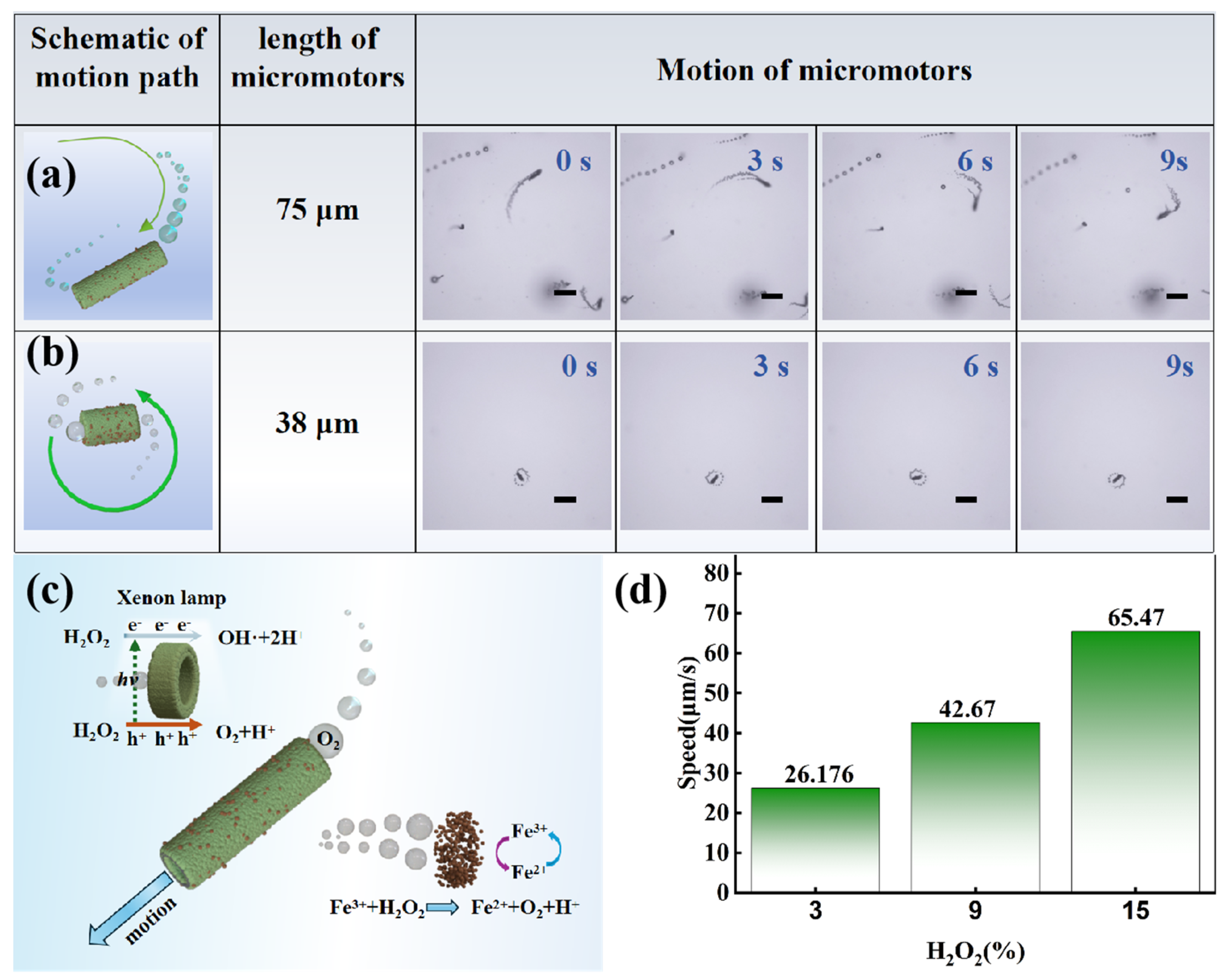 Catalysts 14 00579 g005