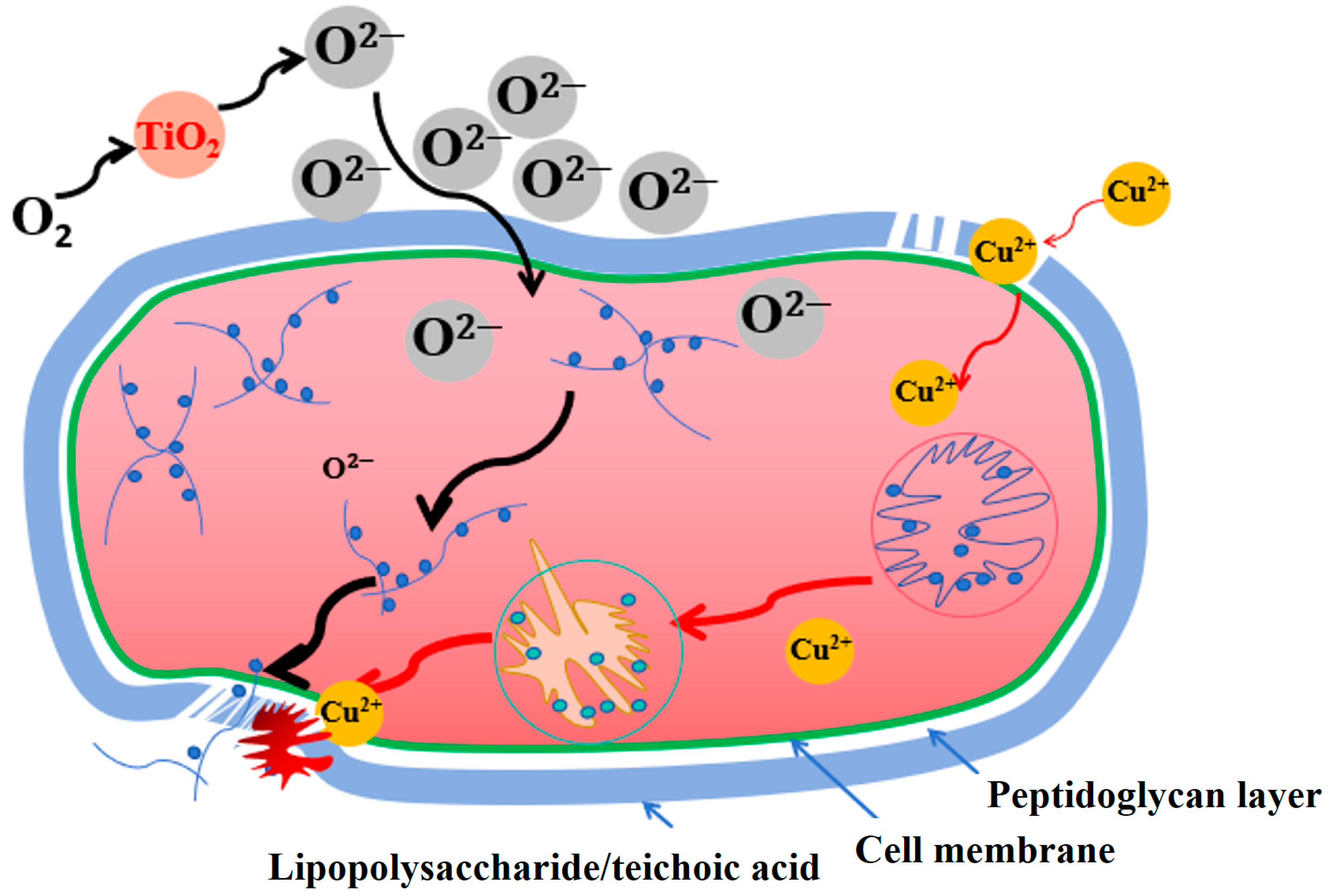 Catalysts 14 00621 g009