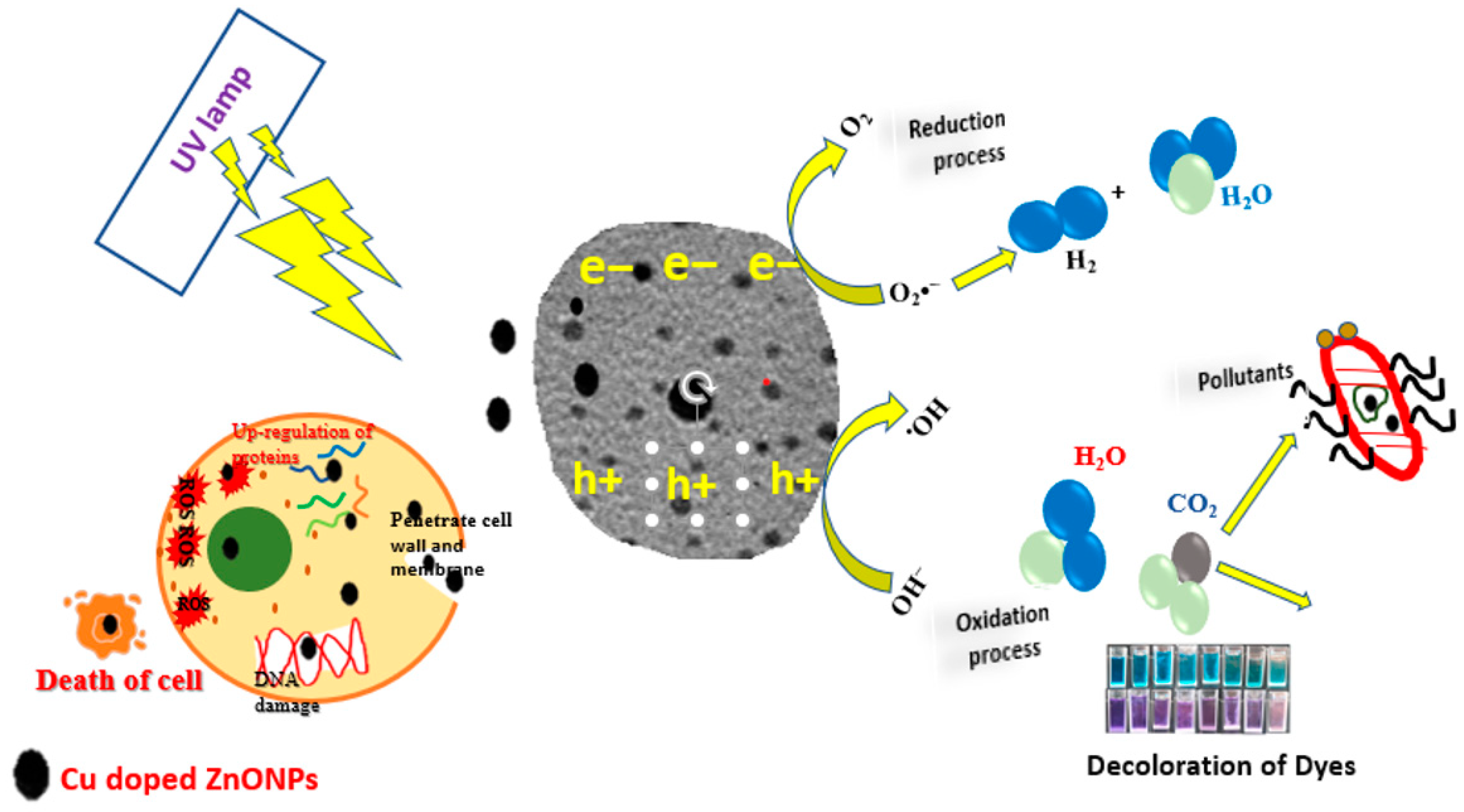 Catalysts 14 00641 g017