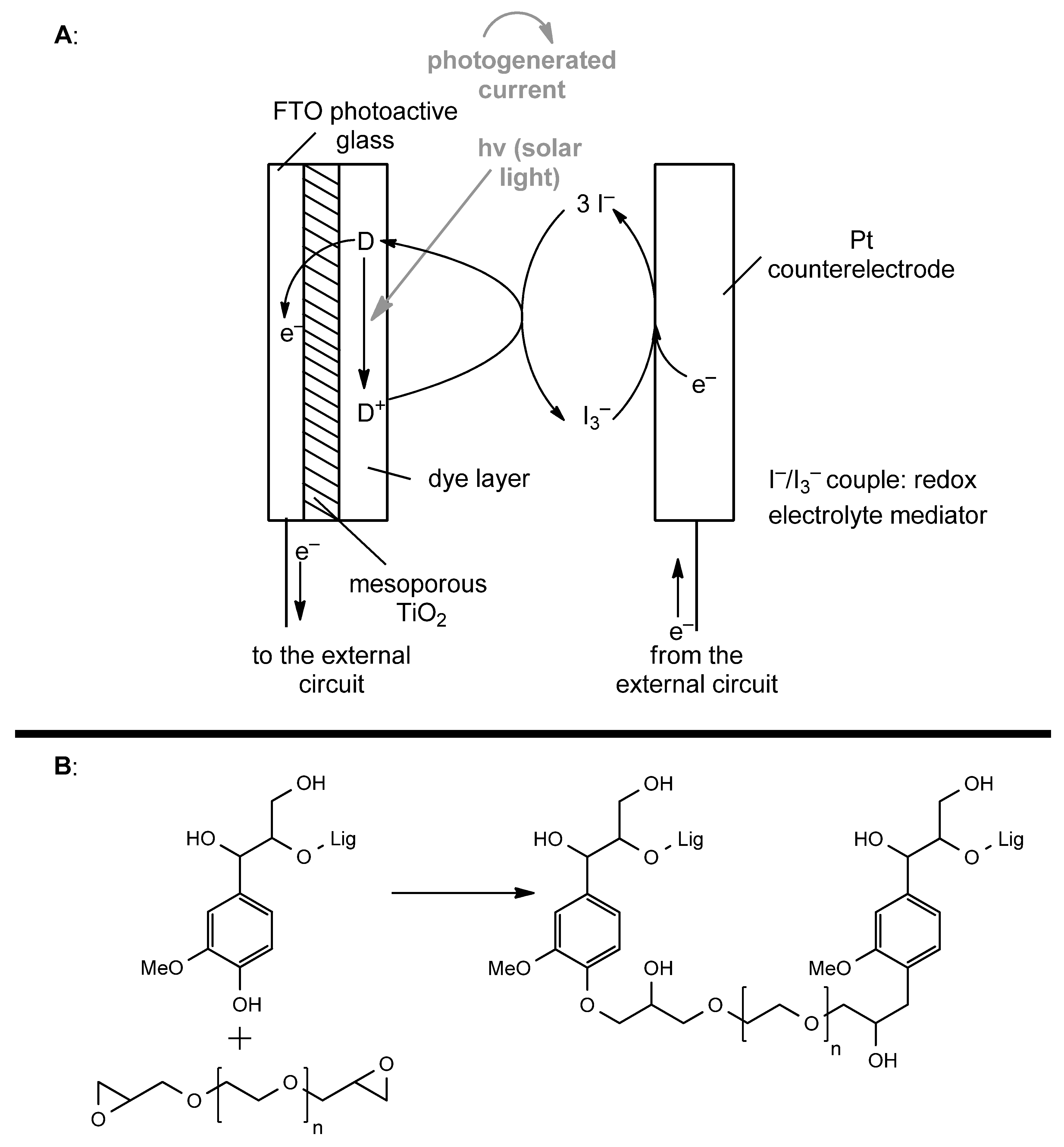 Catalysts 14 00747 g013