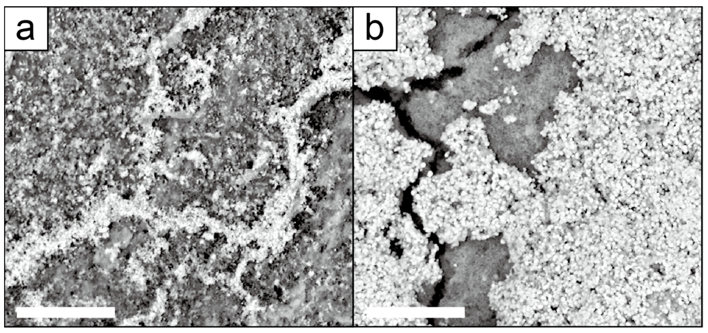 Catalysts 14 00807 g006