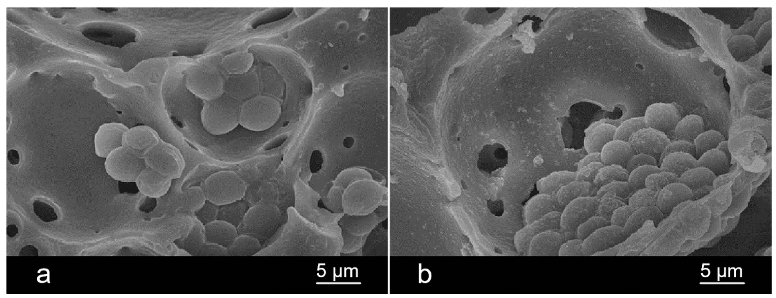 Catalysts 14 00809 g003