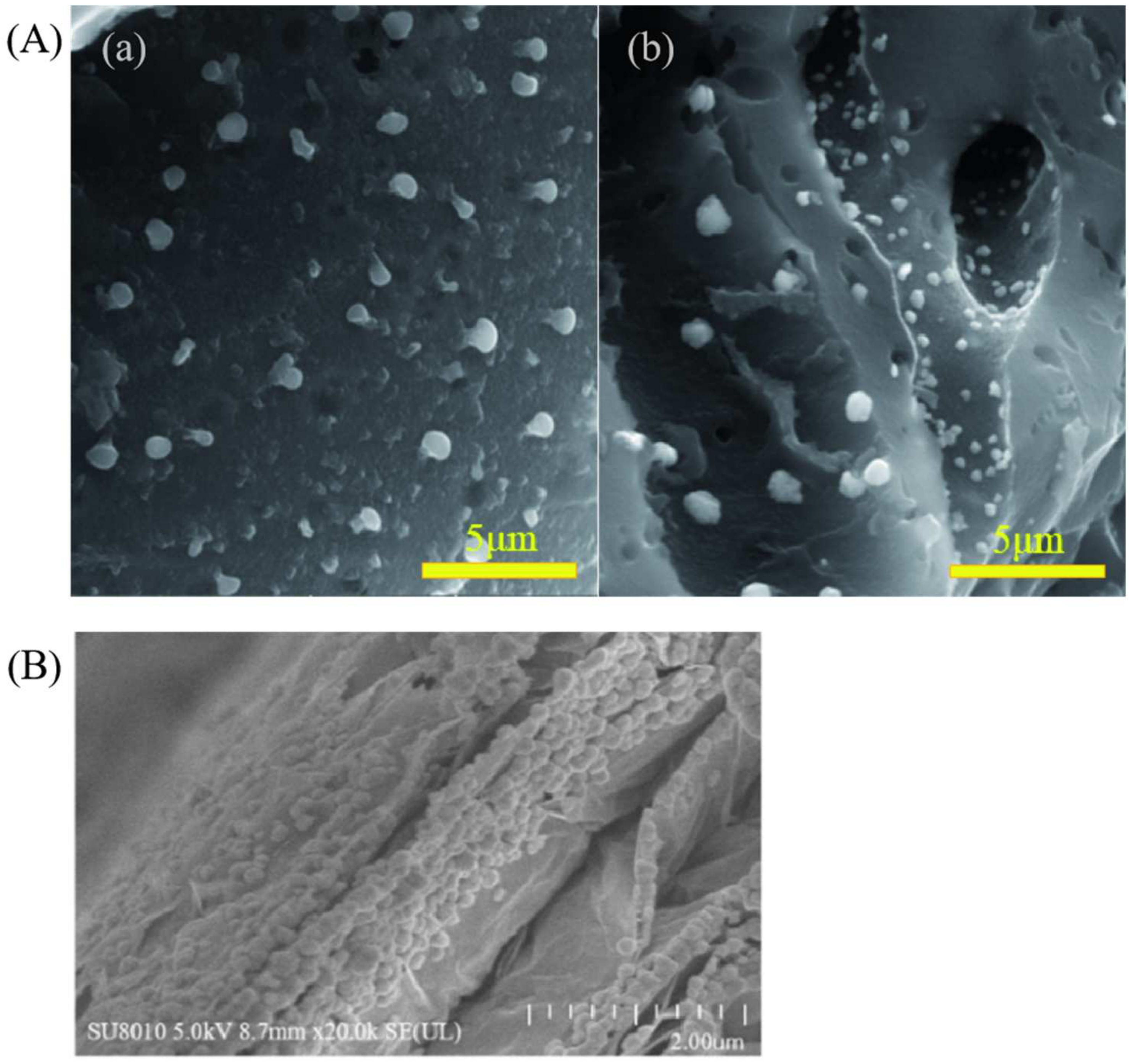 Catalysts 14 00819 g015