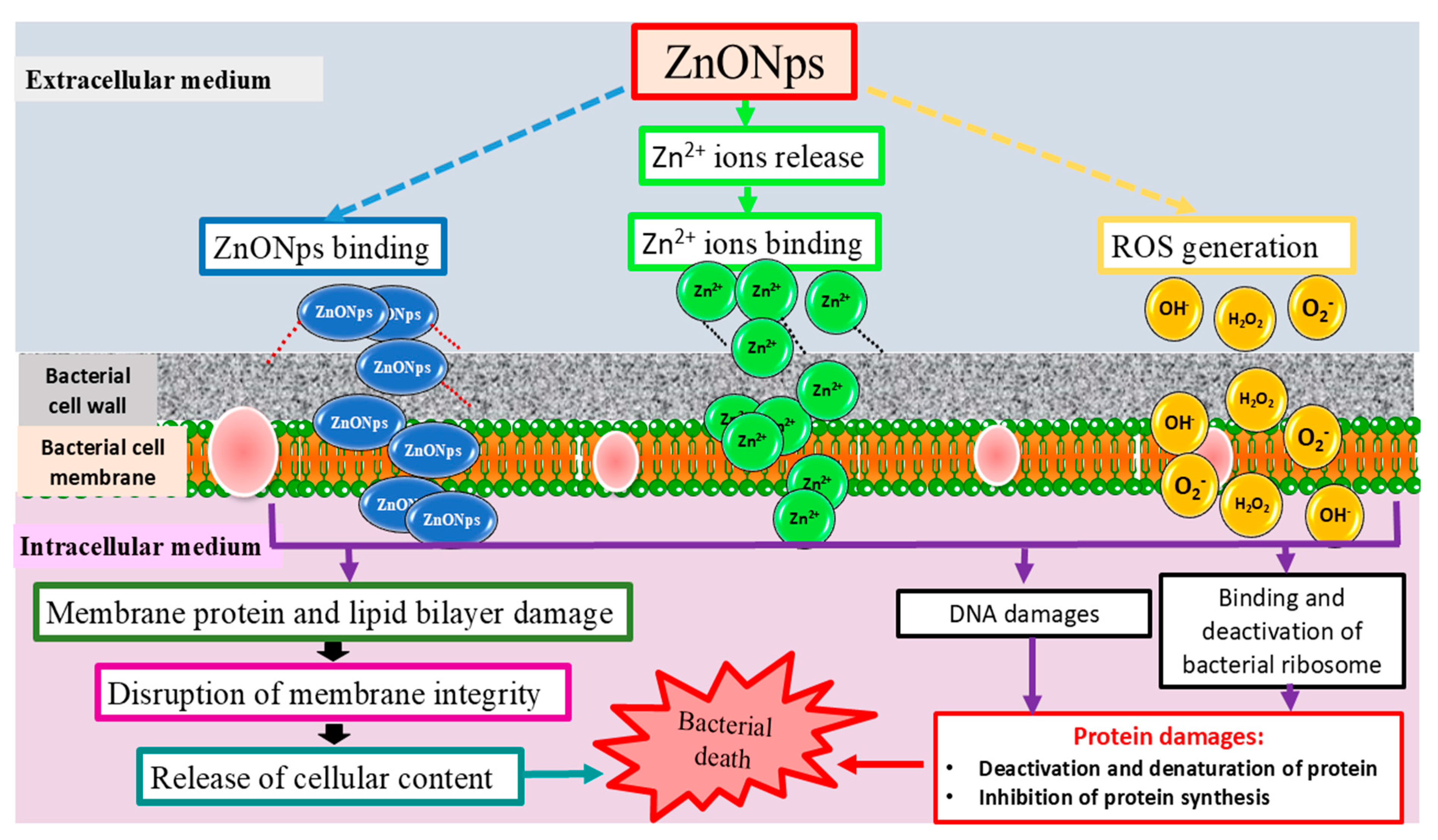 Catalysts 14 00831 g011
