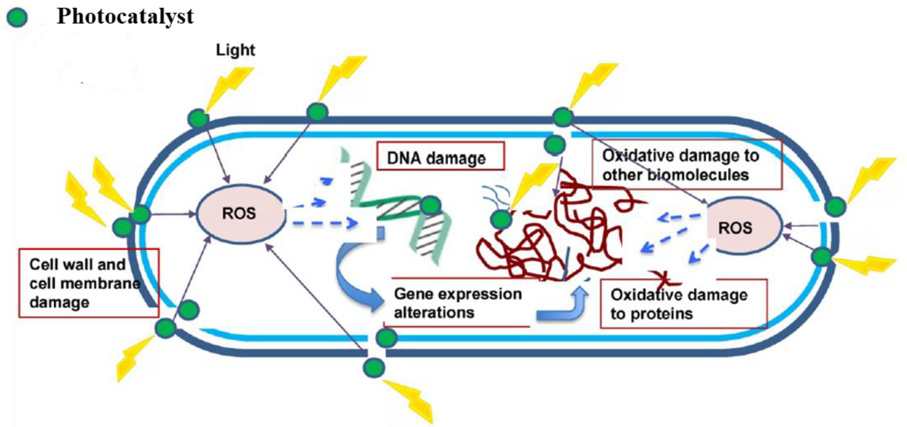 Catalysts 14 00855 g005
