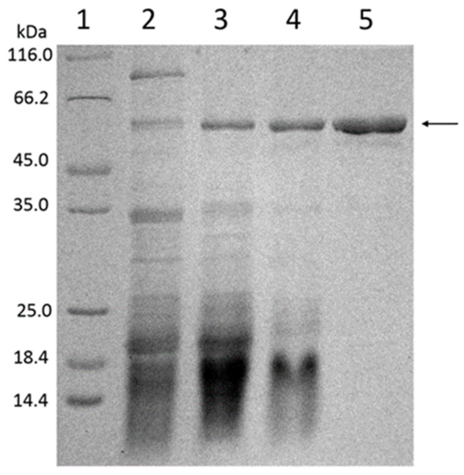Catalysts 14 00909 g003