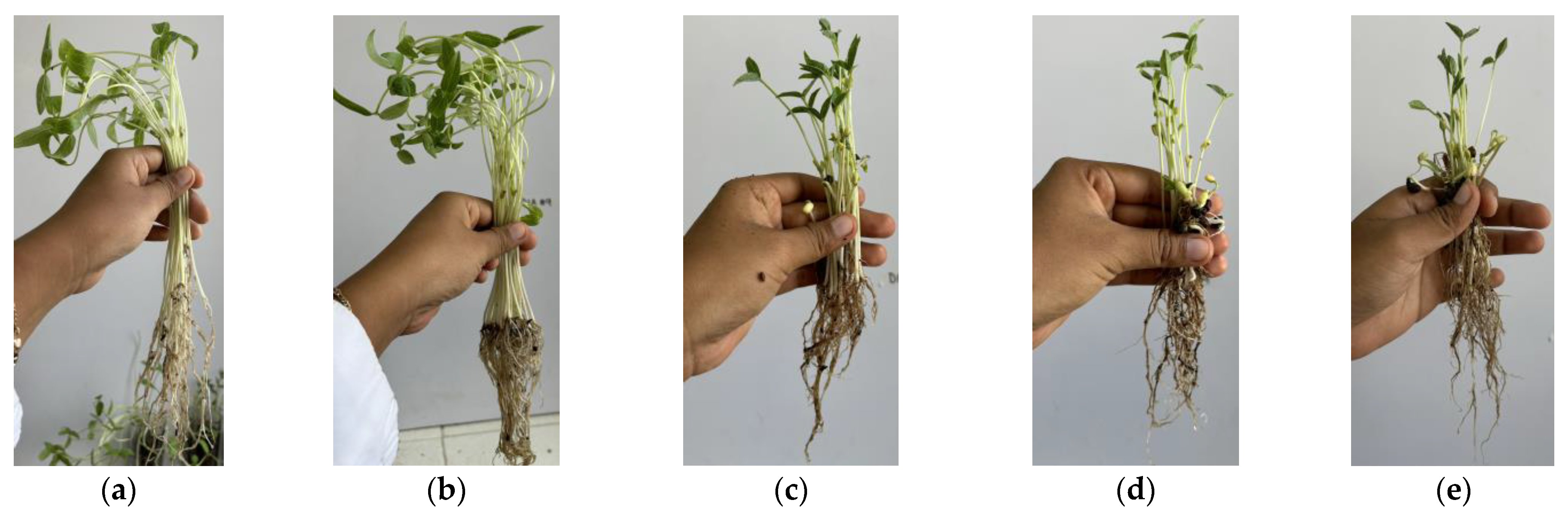 Catalysts 14 00918 g007
