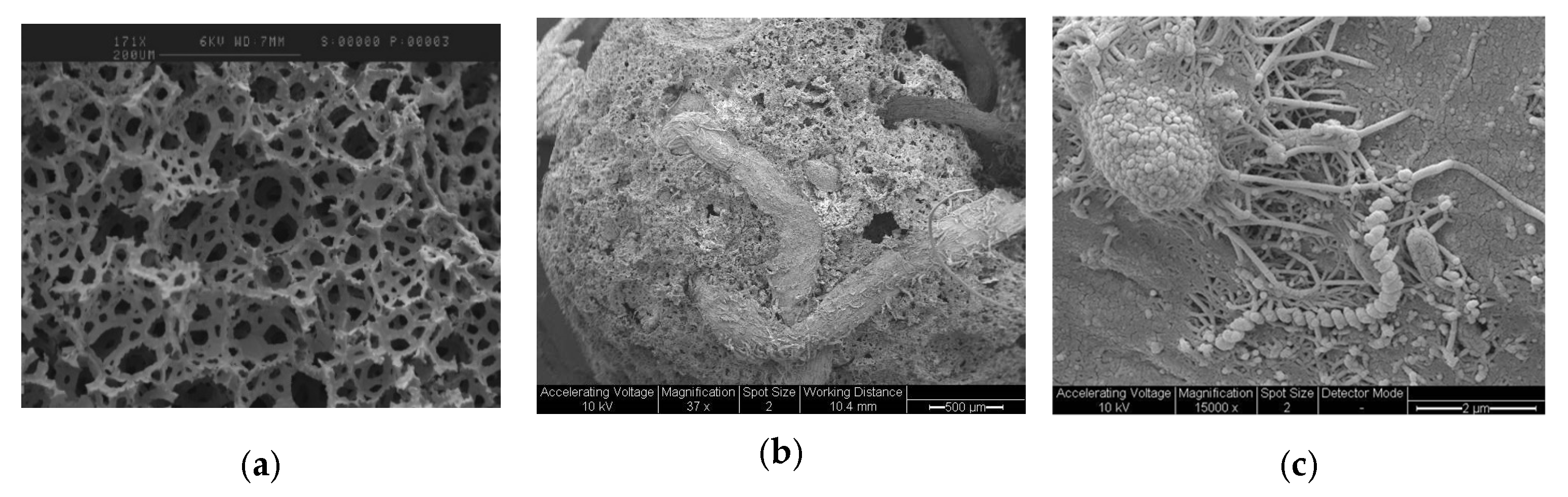 Catalysts 15 00105 g052