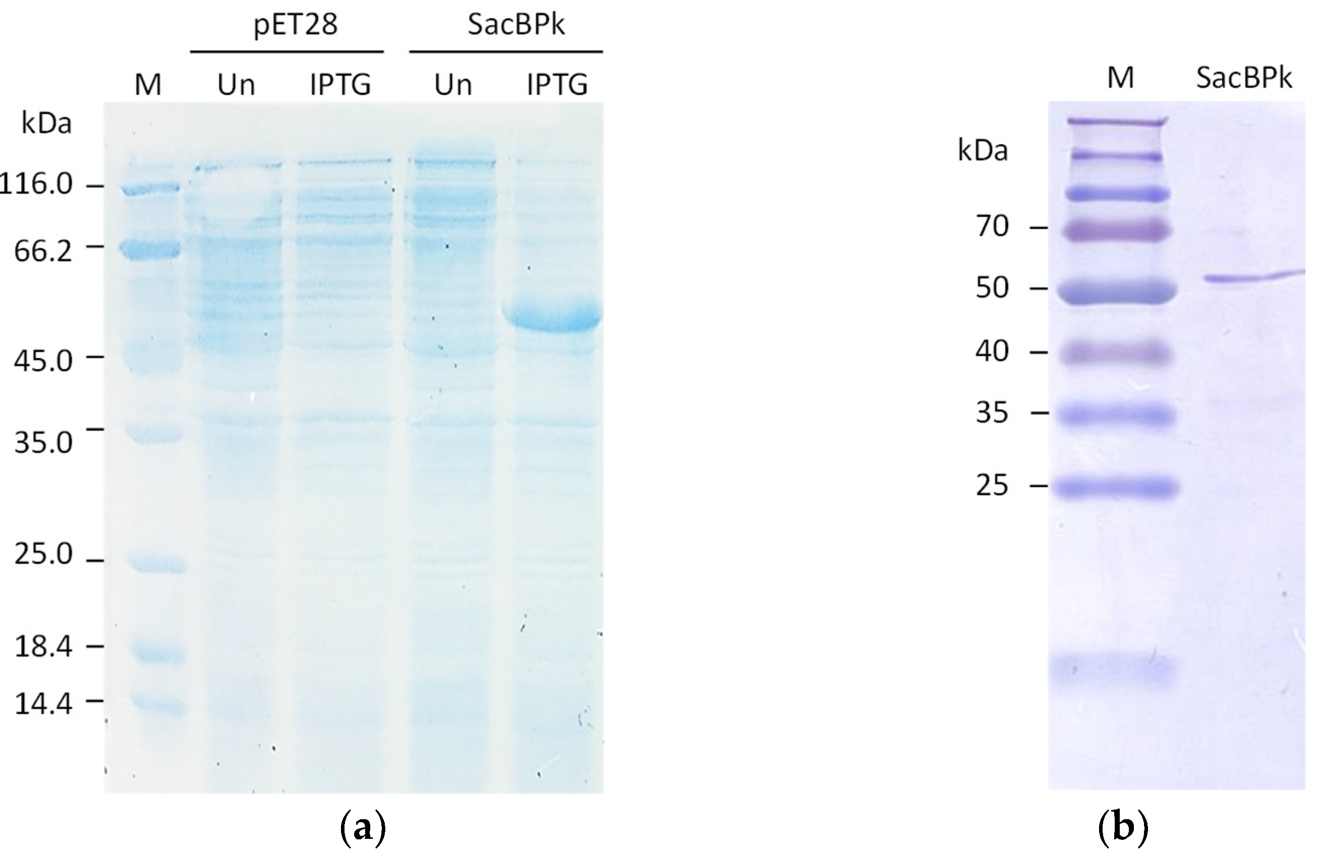 Catalysts 15 00216 g004