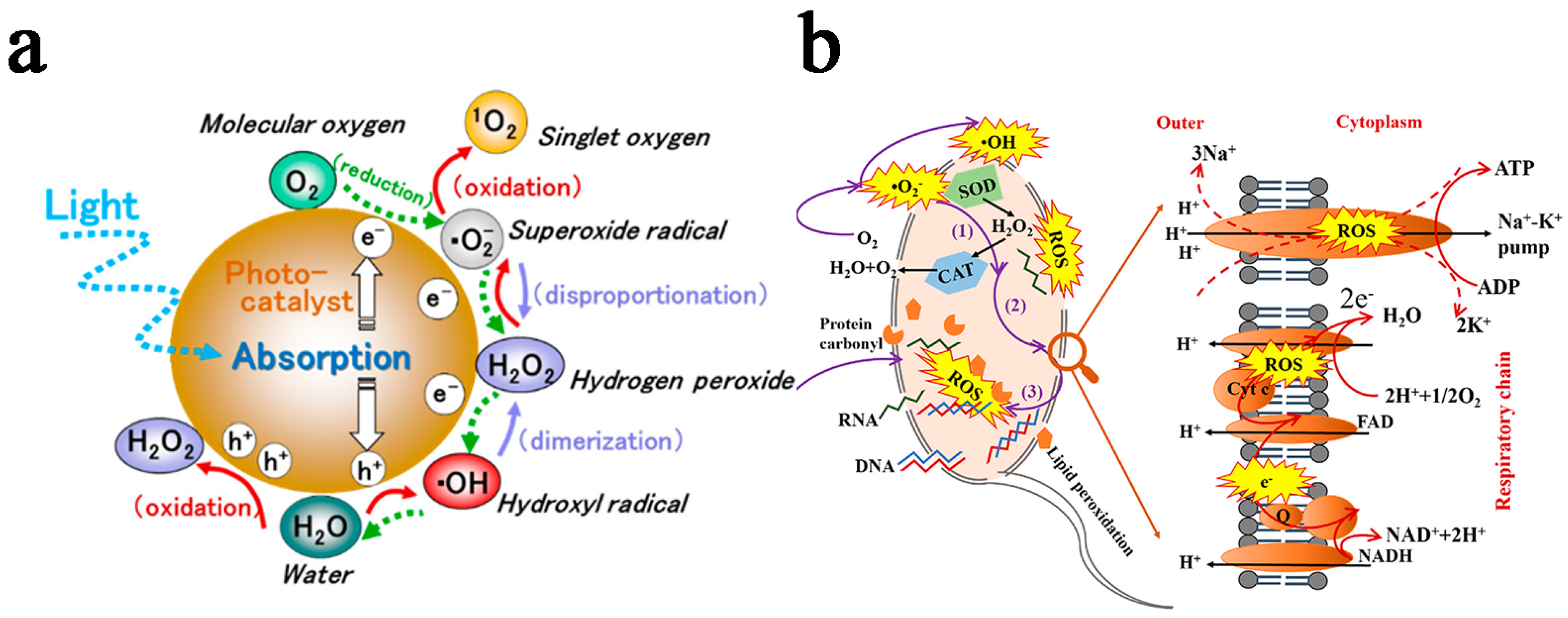 Catalysts 15 00218 g001