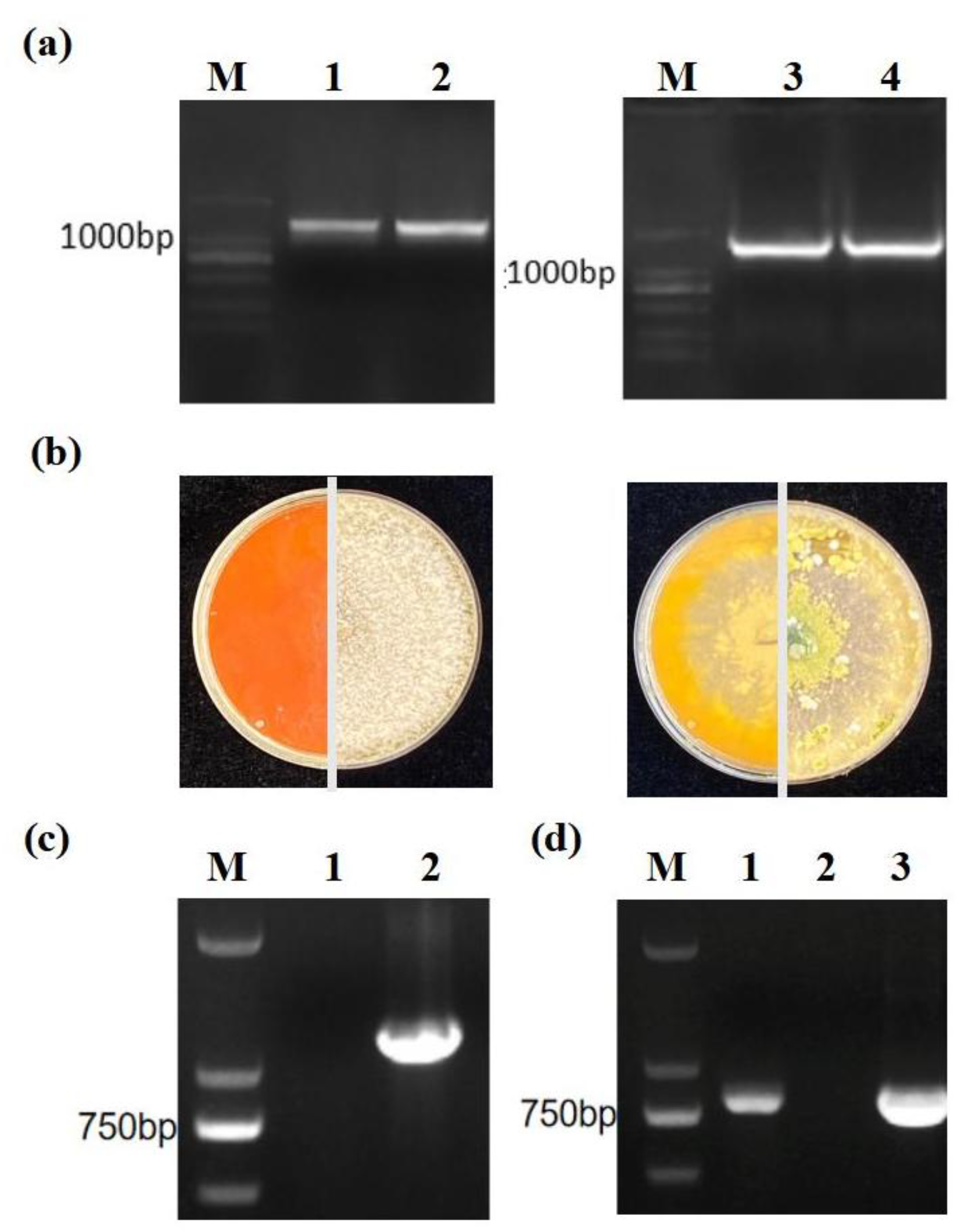 Catalysts 15 00341 g003