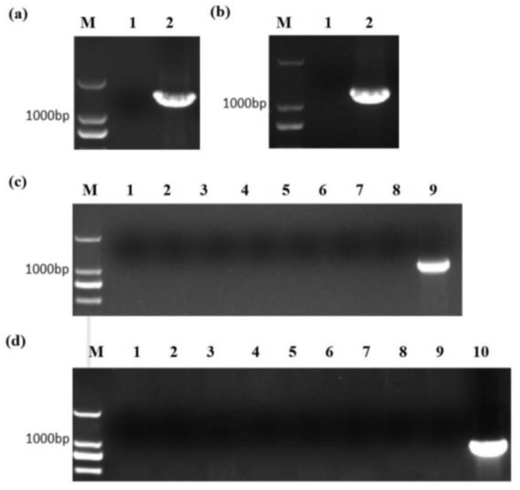 Catalysts 15 00341 g004