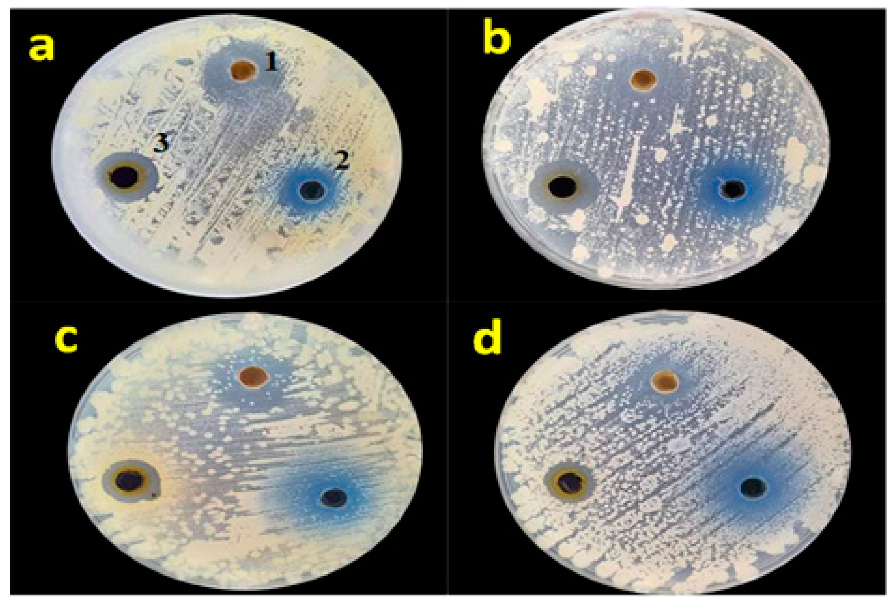Catalysts 15 00407 g011