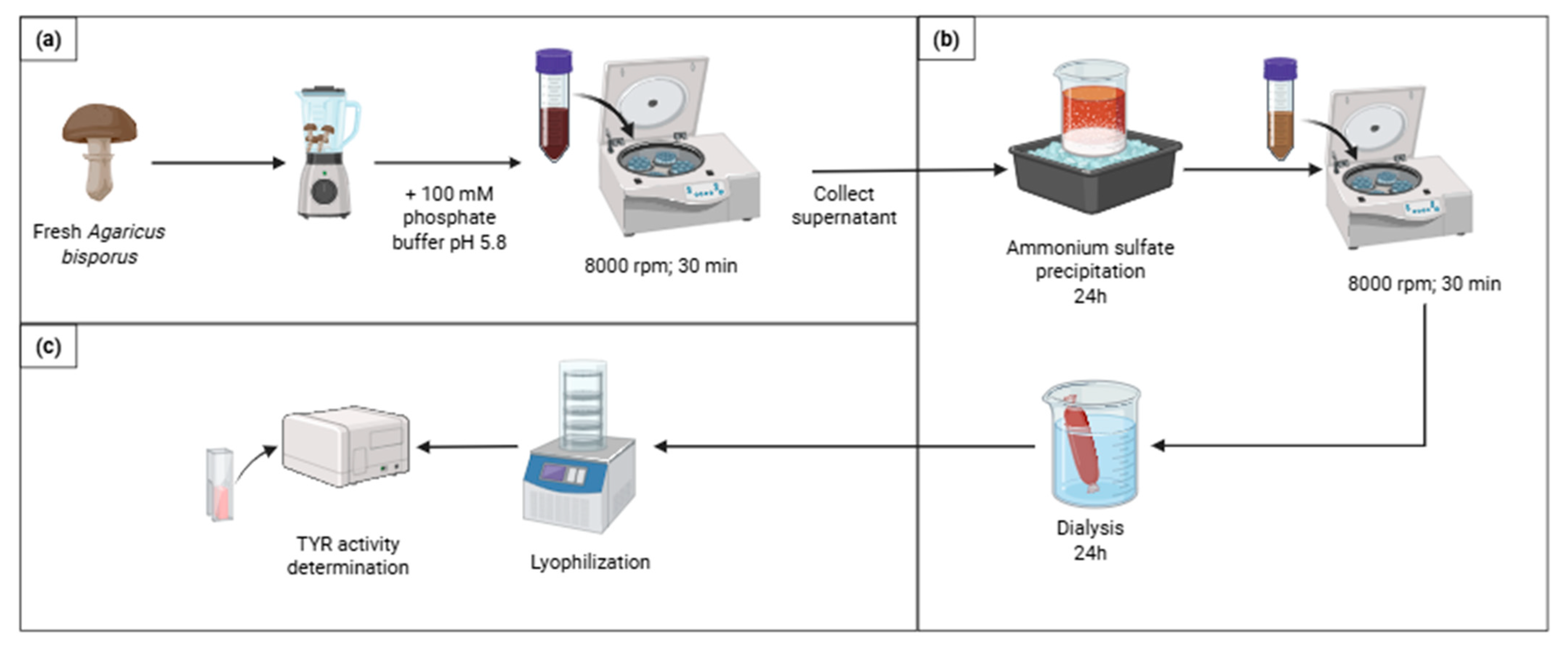 Catalysts 15 00481 g006