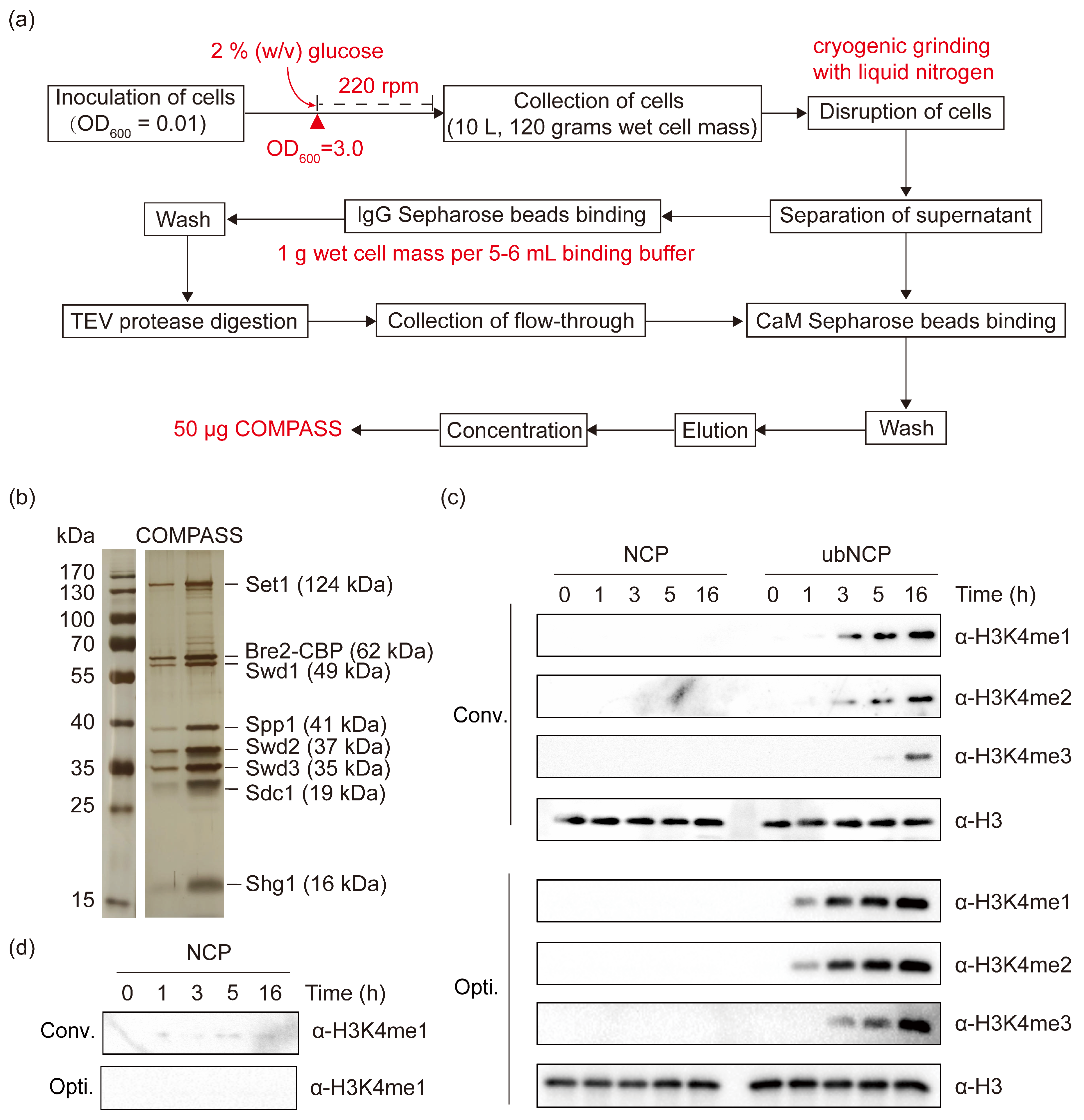 Catalysts 15 00521 g004
