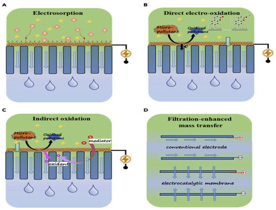 タン Notoginsenoside R1 treatment facilitated Nrf2 nuclear