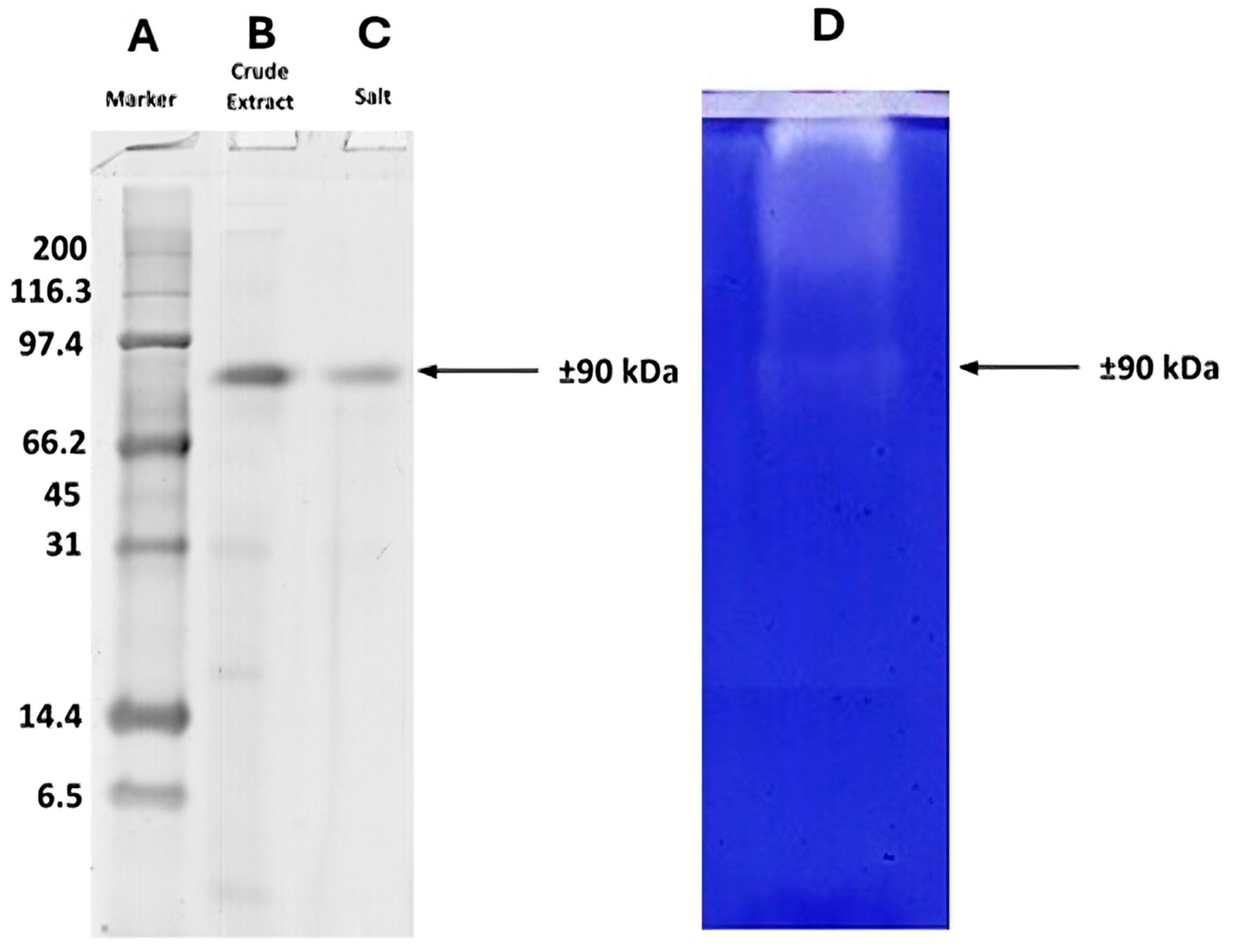Catalysts 15 00561 g005 Catalysts 15 00561 g005