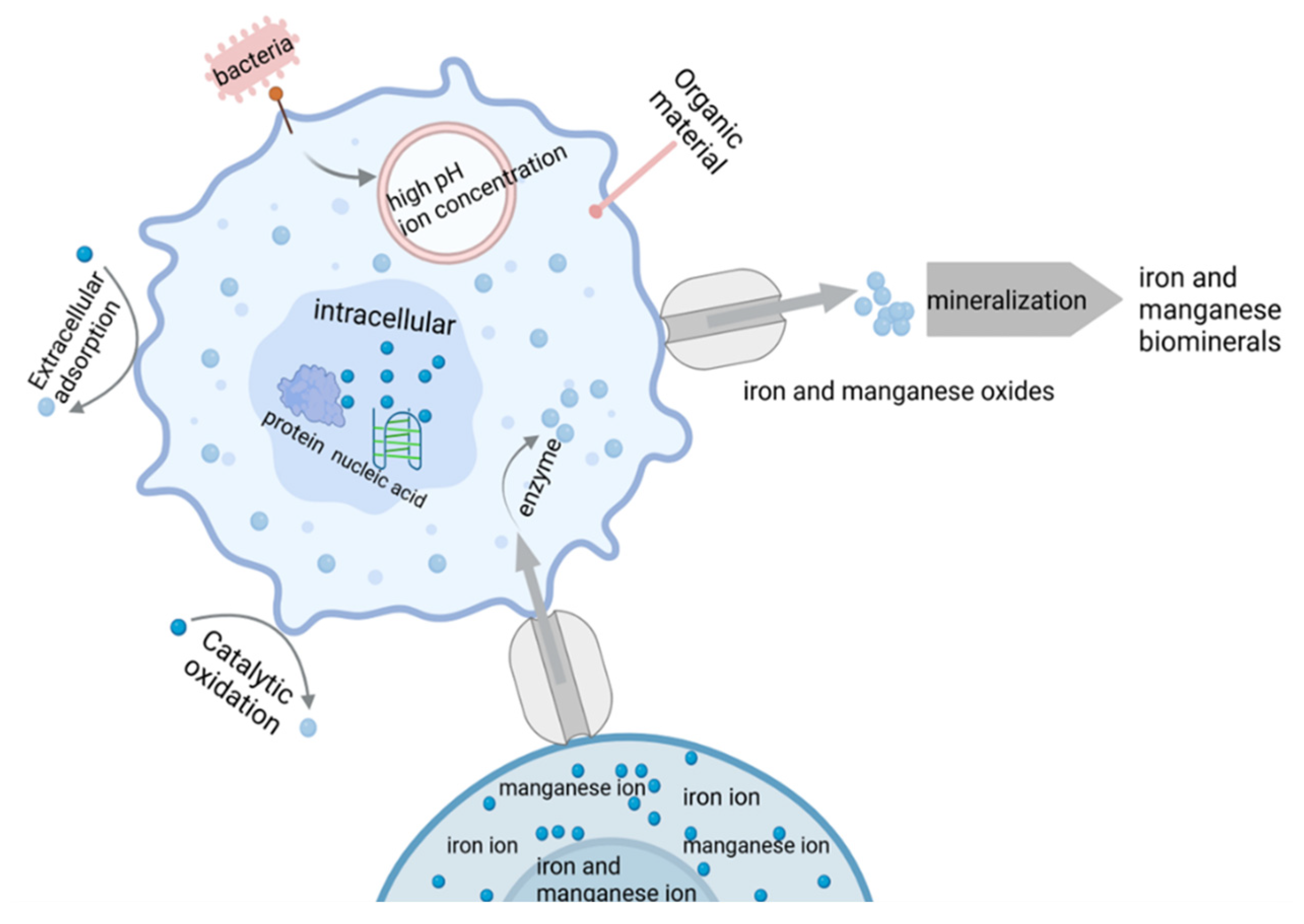 Catalysts 15 00570 g003