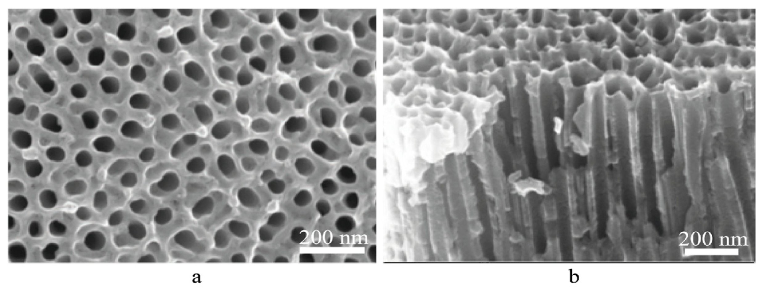 Catalysts 15 00572 g001