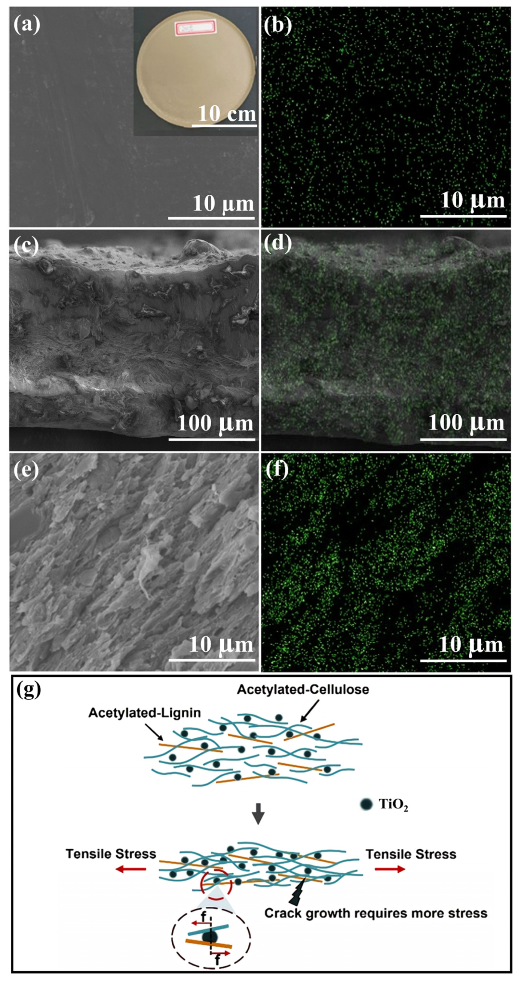 Catalysts 15 00587 g006