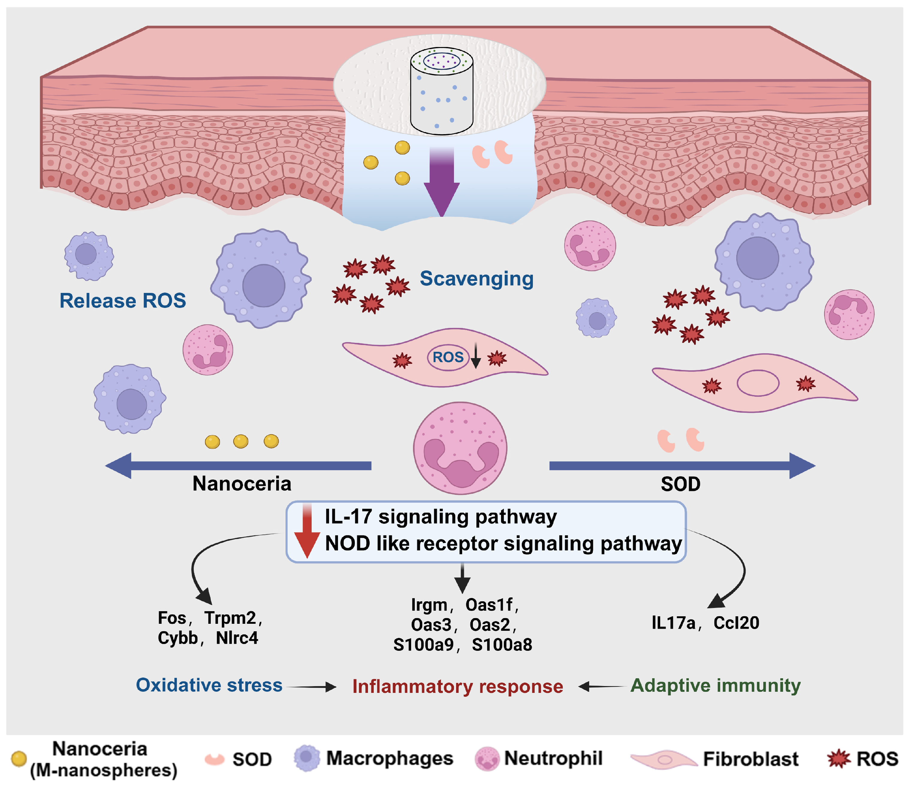 Catalysts 15 00617 sch002