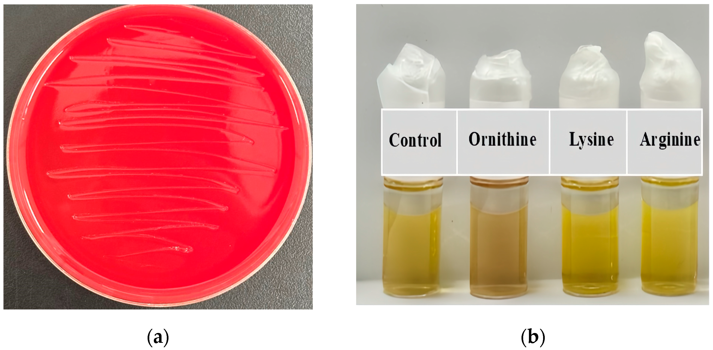 Catalysts 15 00756 g006