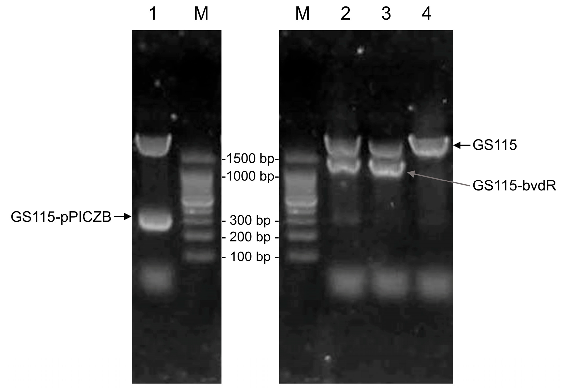 Catalysts 15 00766 g002