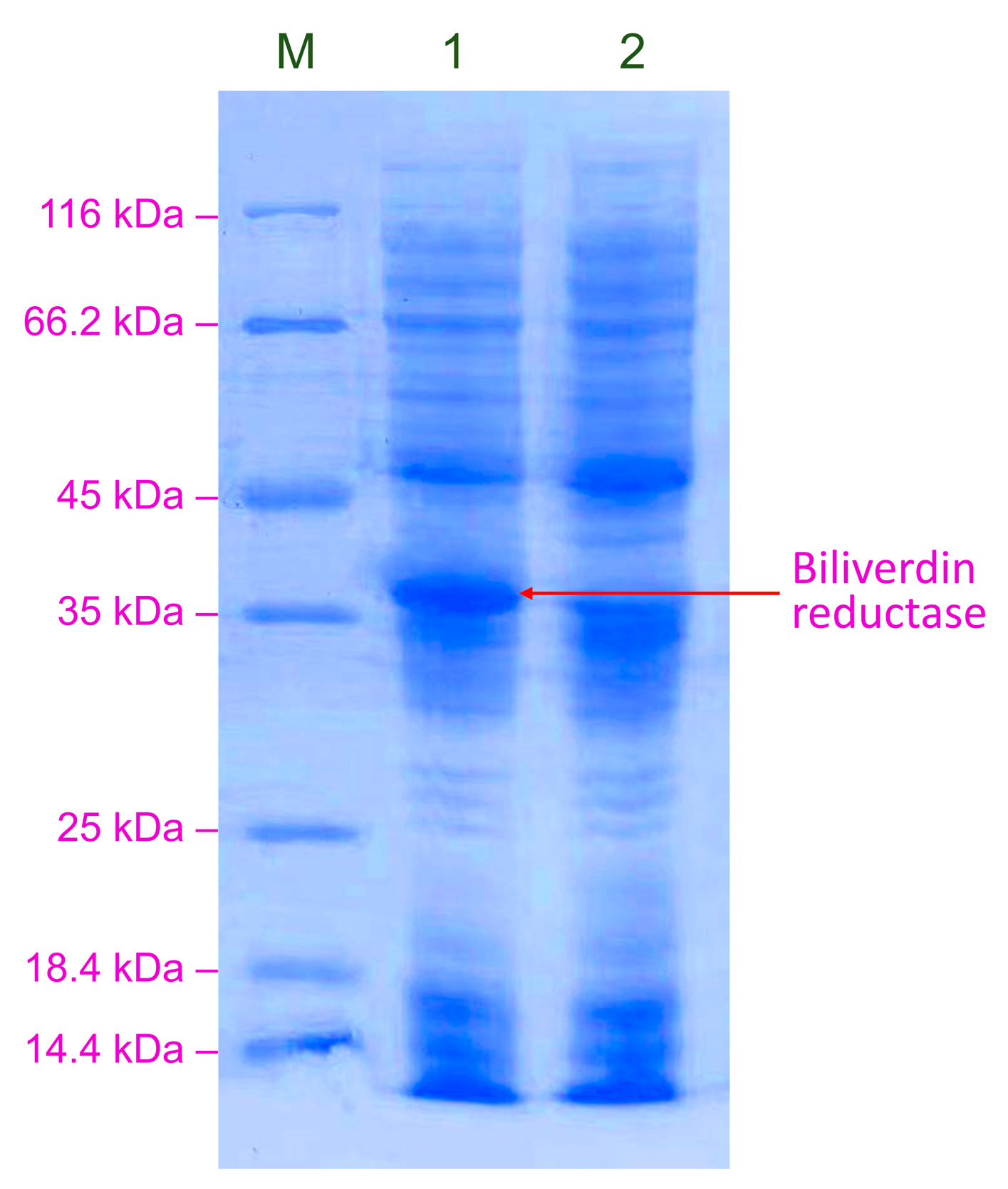 Catalysts 15 00766 g003