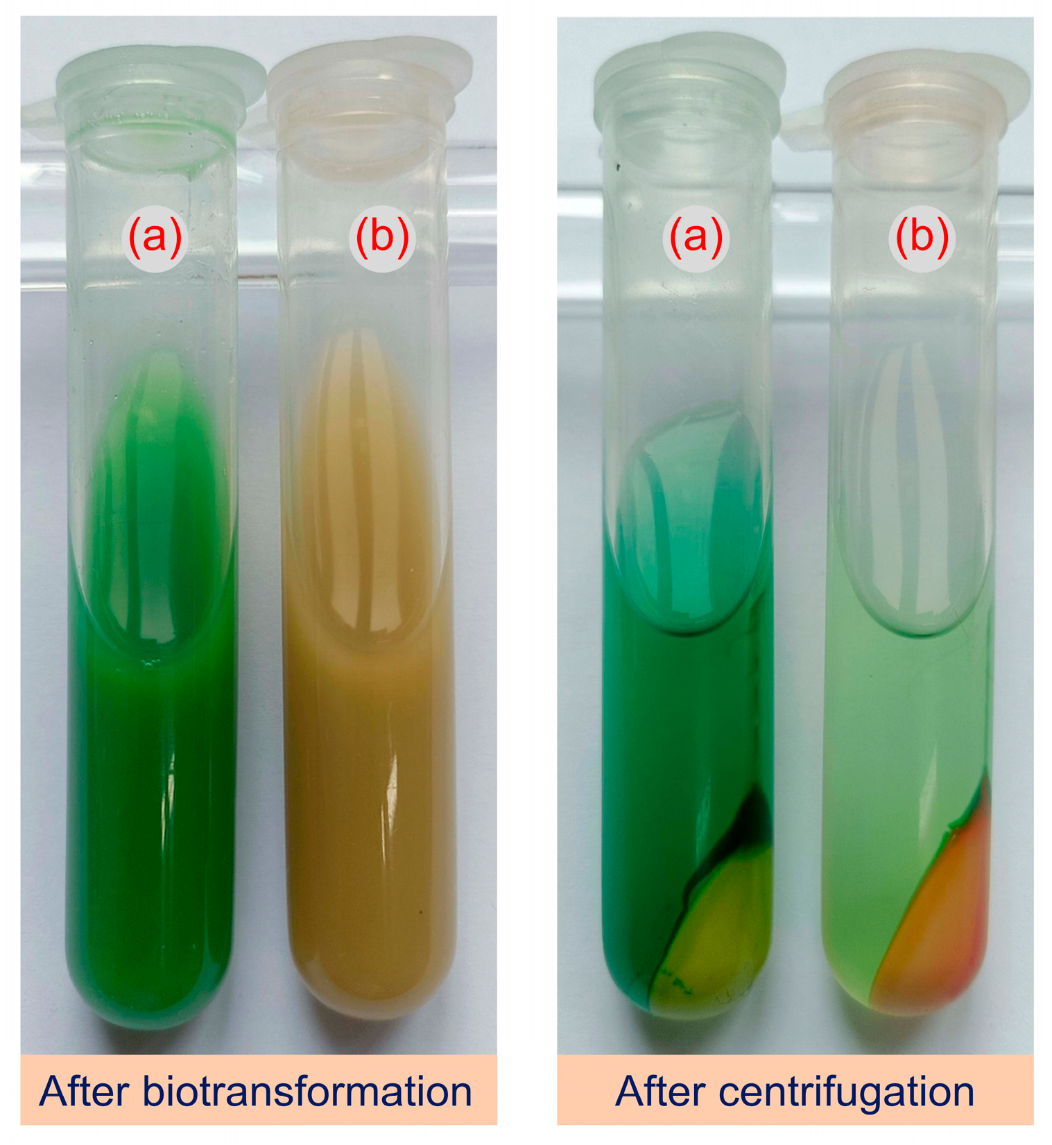 Catalysts 15 00766 g004