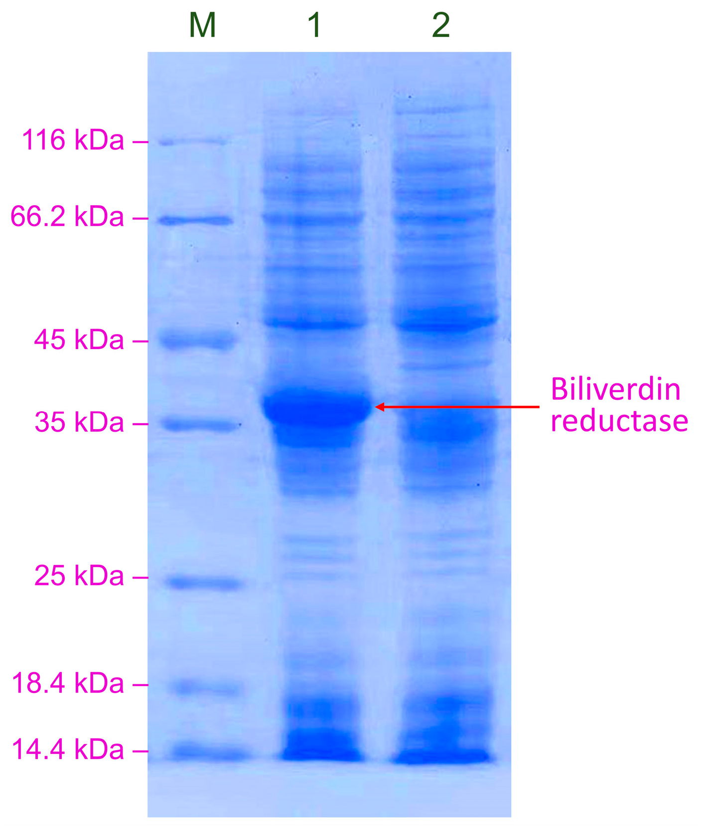 Catalysts 15 00766 g007