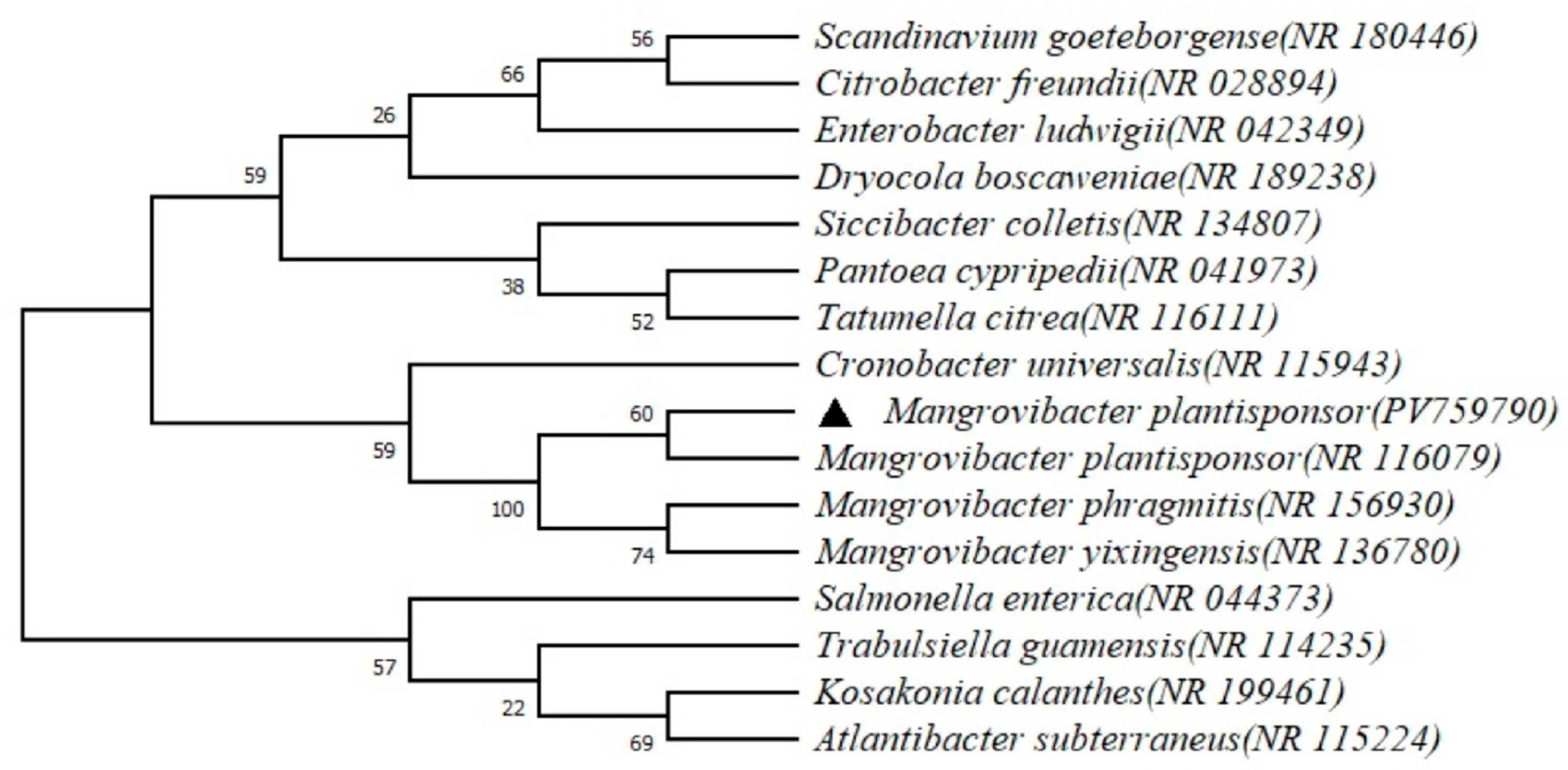 Catalysts 15 00792 g001 Catalysts 15 00792 g001