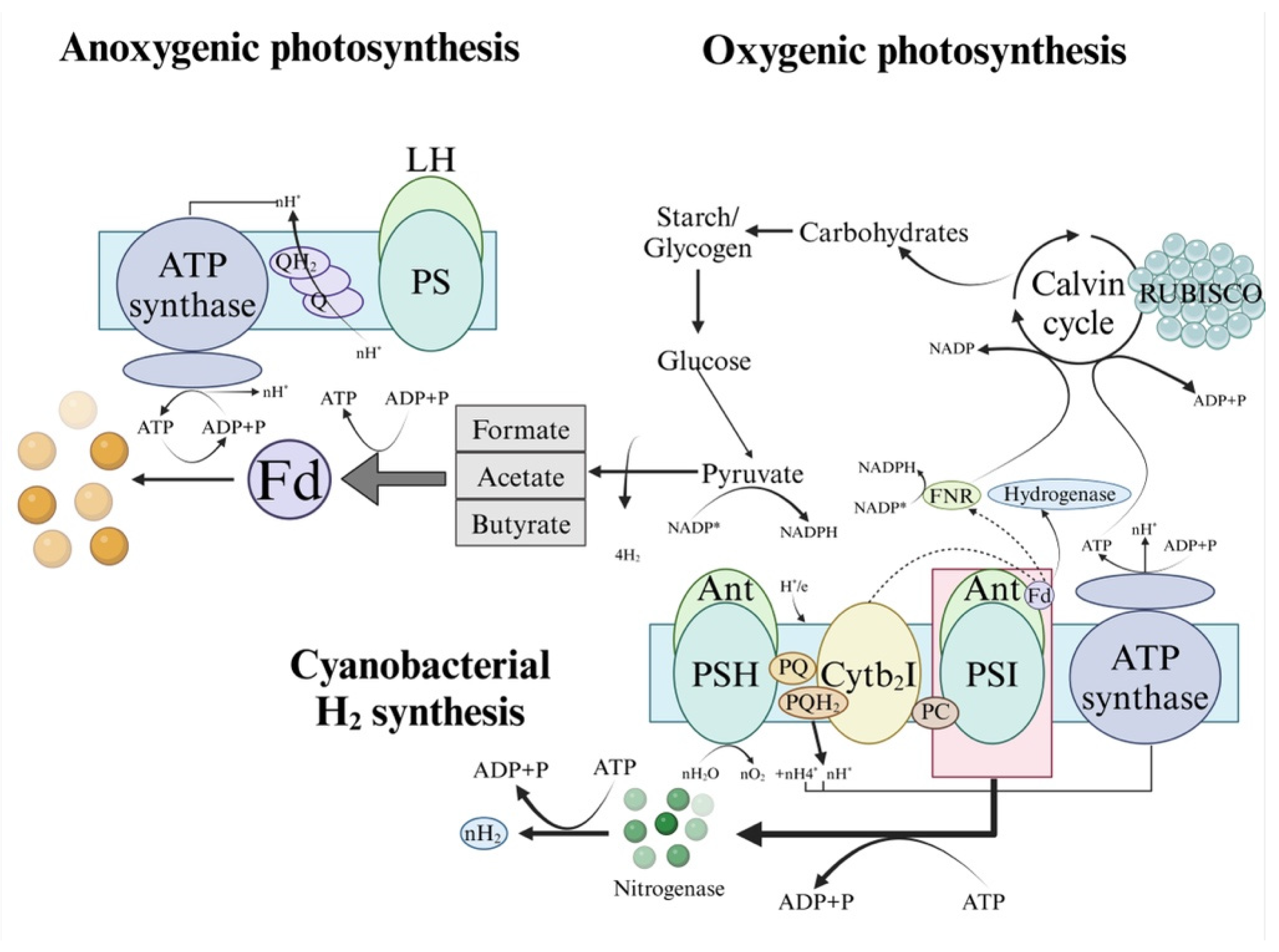 Catalysts 15 00848 g002