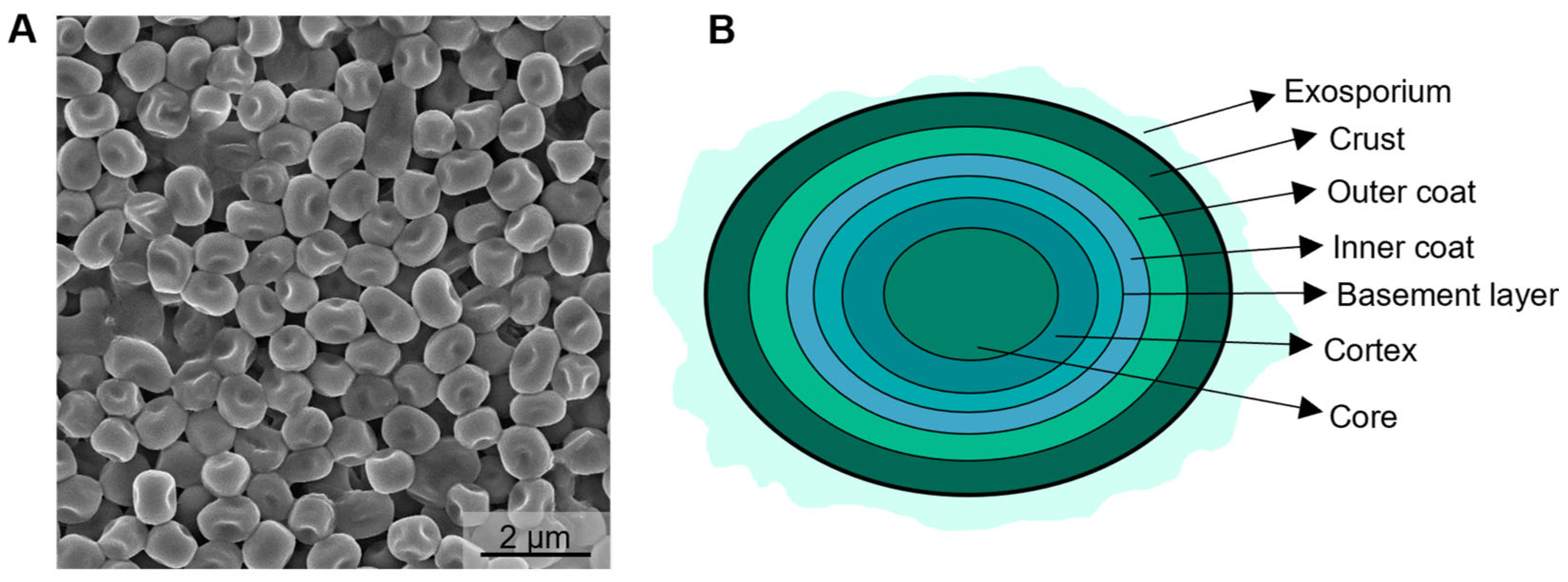 Catalysts 15 00894 g001 Catalysts 15 00894 g001
