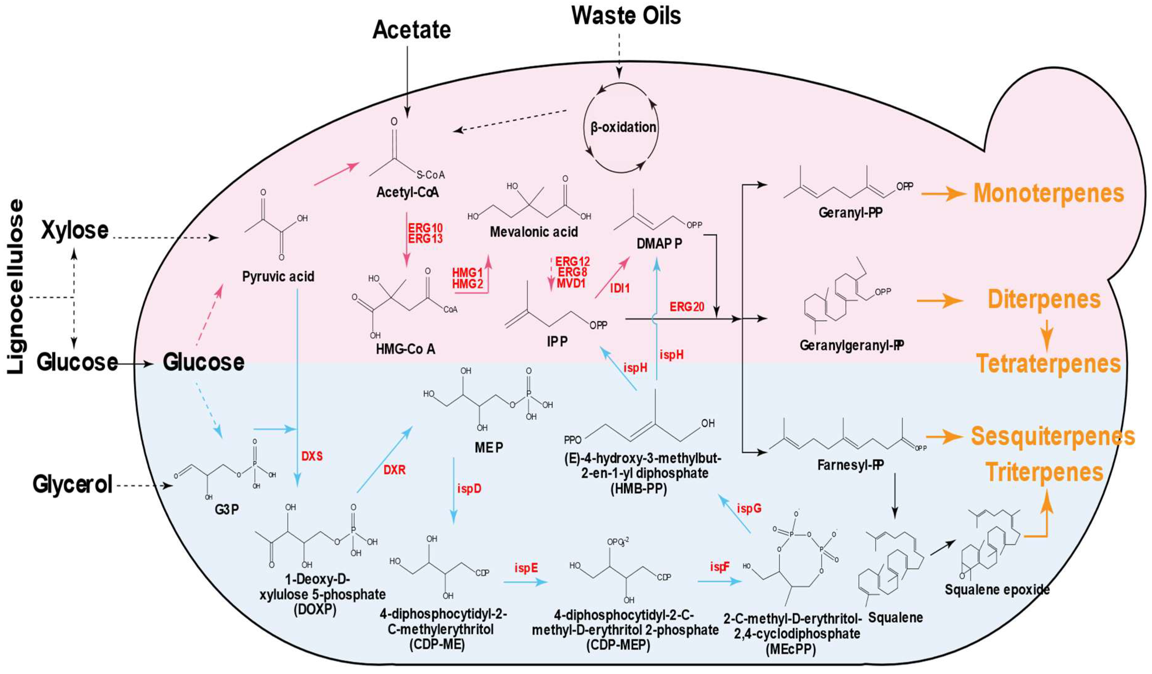 Catalysts 15 00975 g001