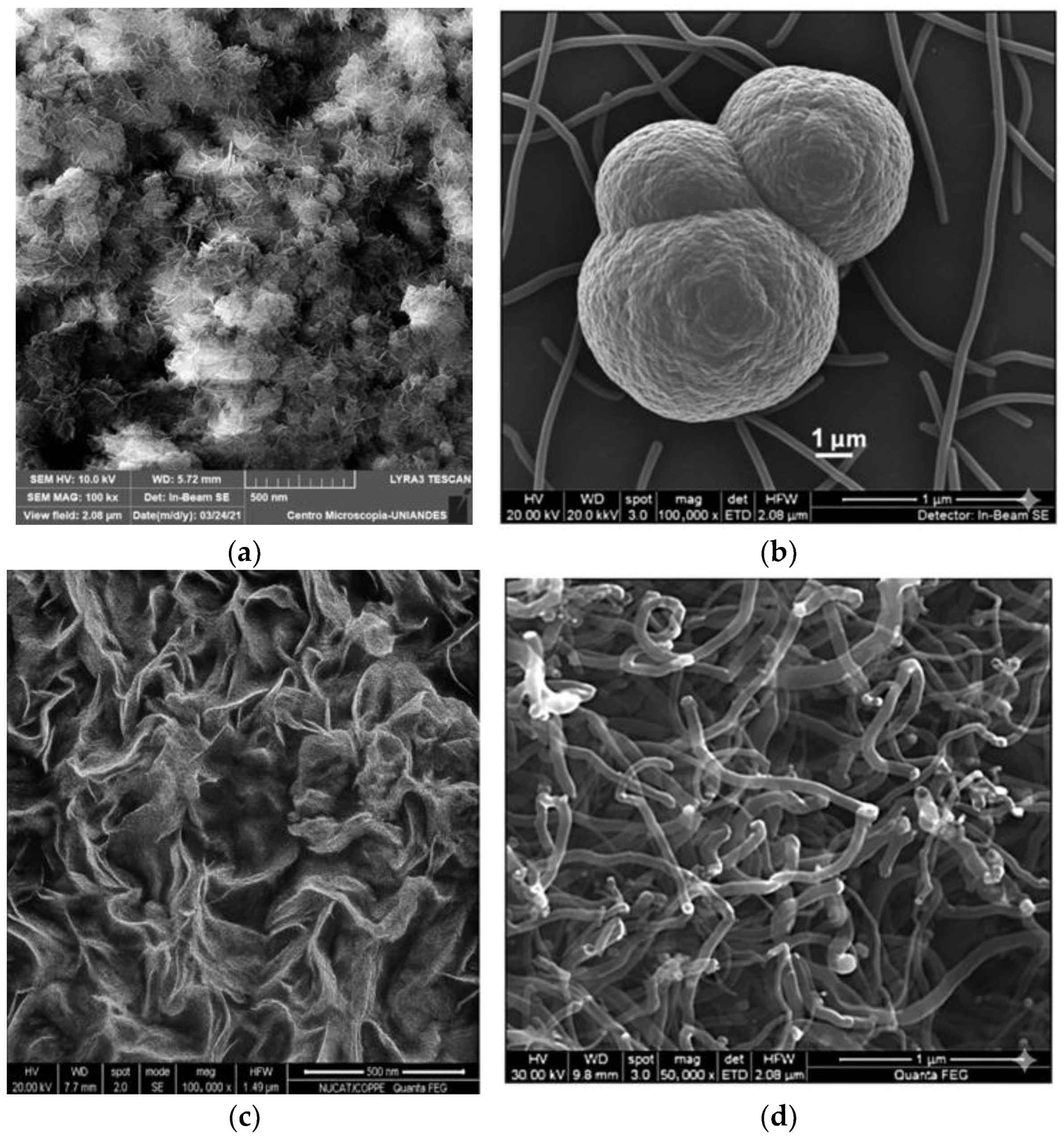 Catalysts 15 01042 g002 Catalysts 15 01042 g002