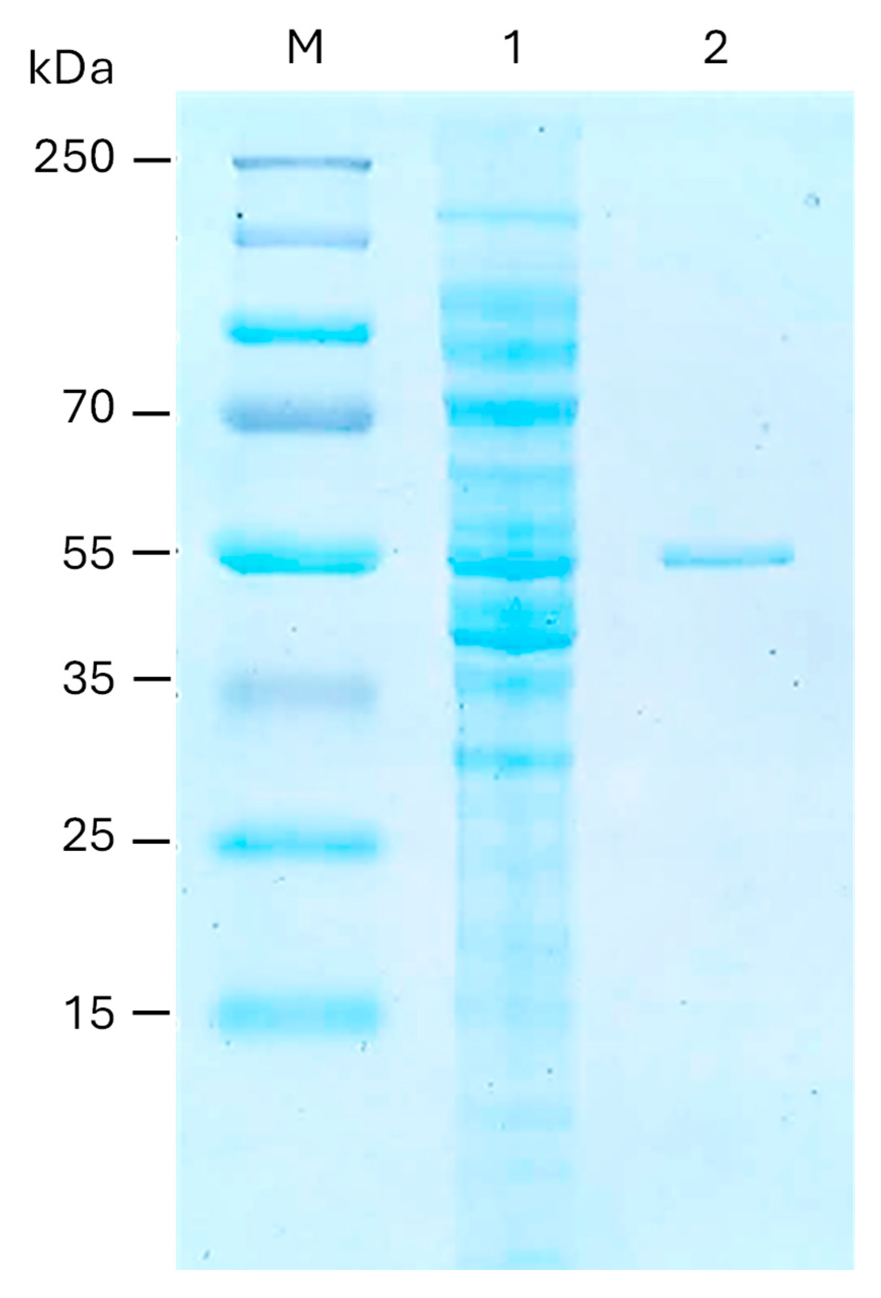 Catalysts 15 01059 g004 Catalysts 15 01059 g004