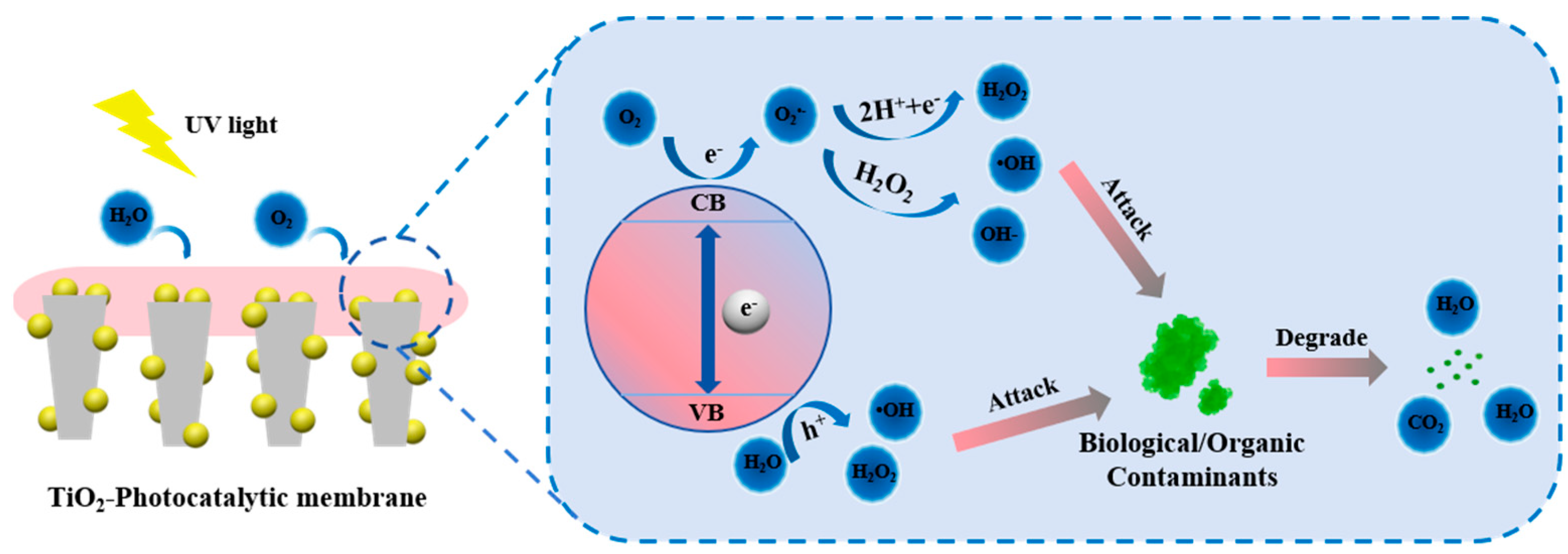 Catalysts 15 01081 g003 Catalysts 15 01081 g003