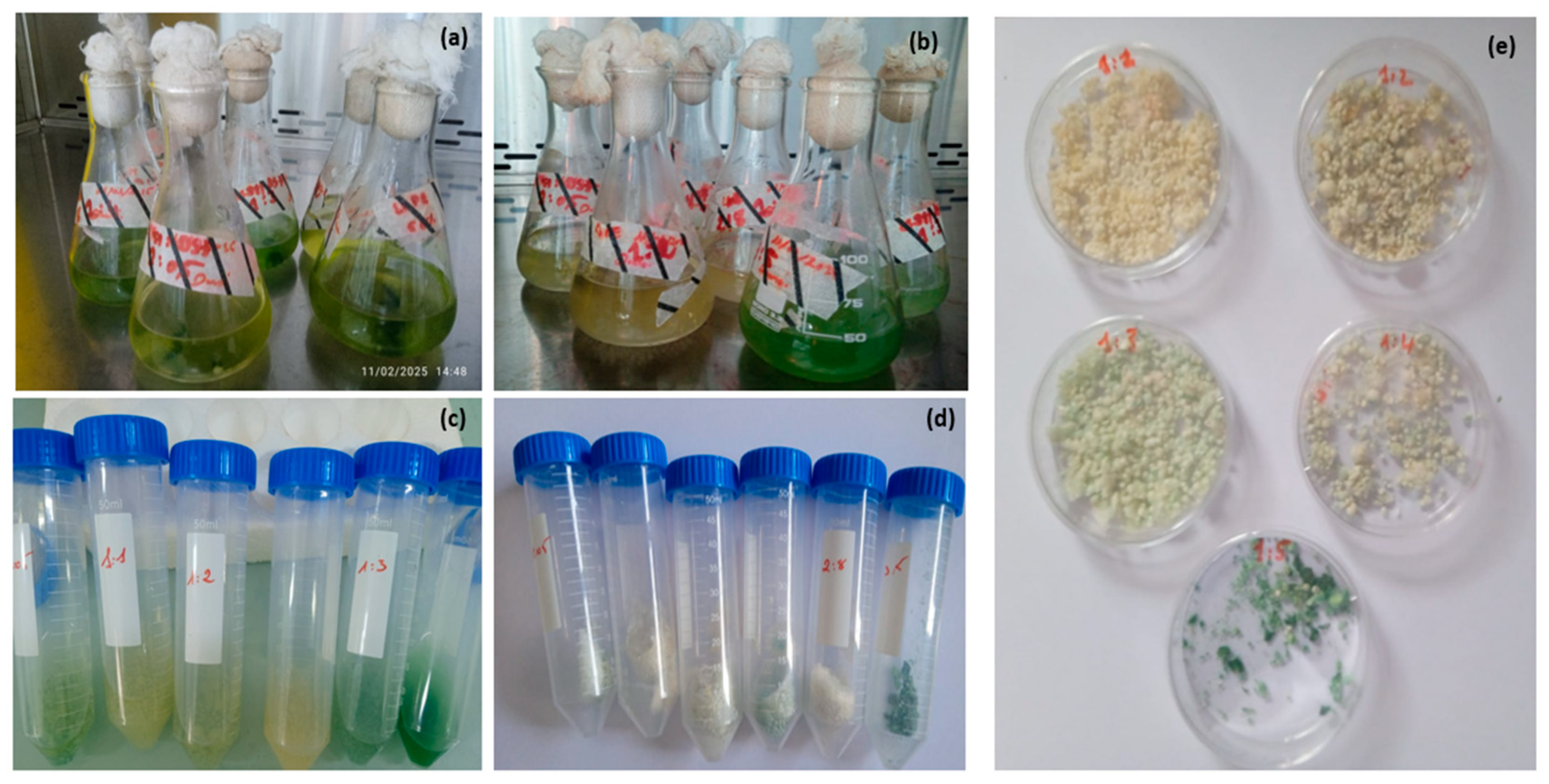 Catalysts 15 01102 g001